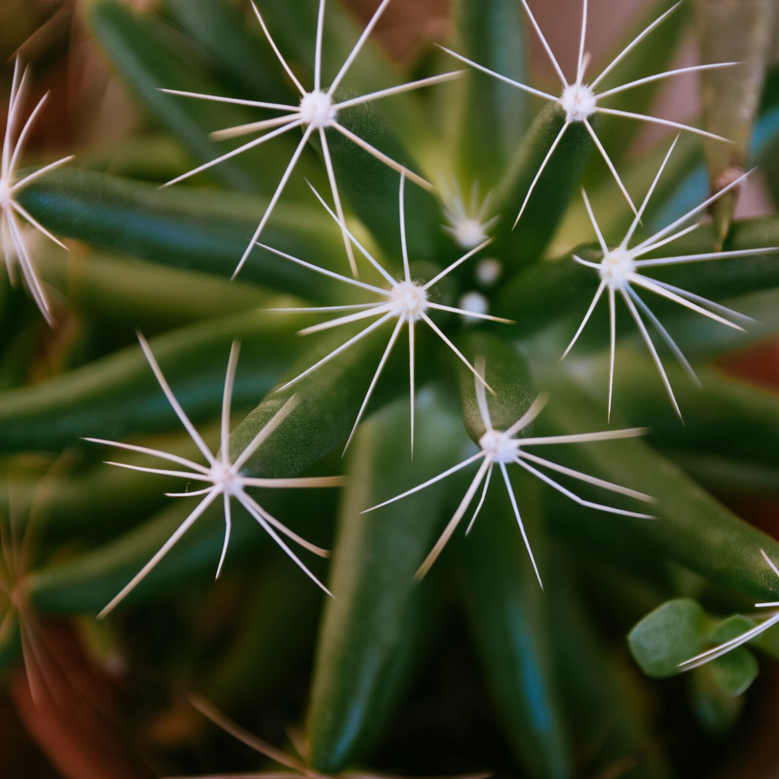 Nikon D5600 sample photo. Cactus, belize, succulents photography
