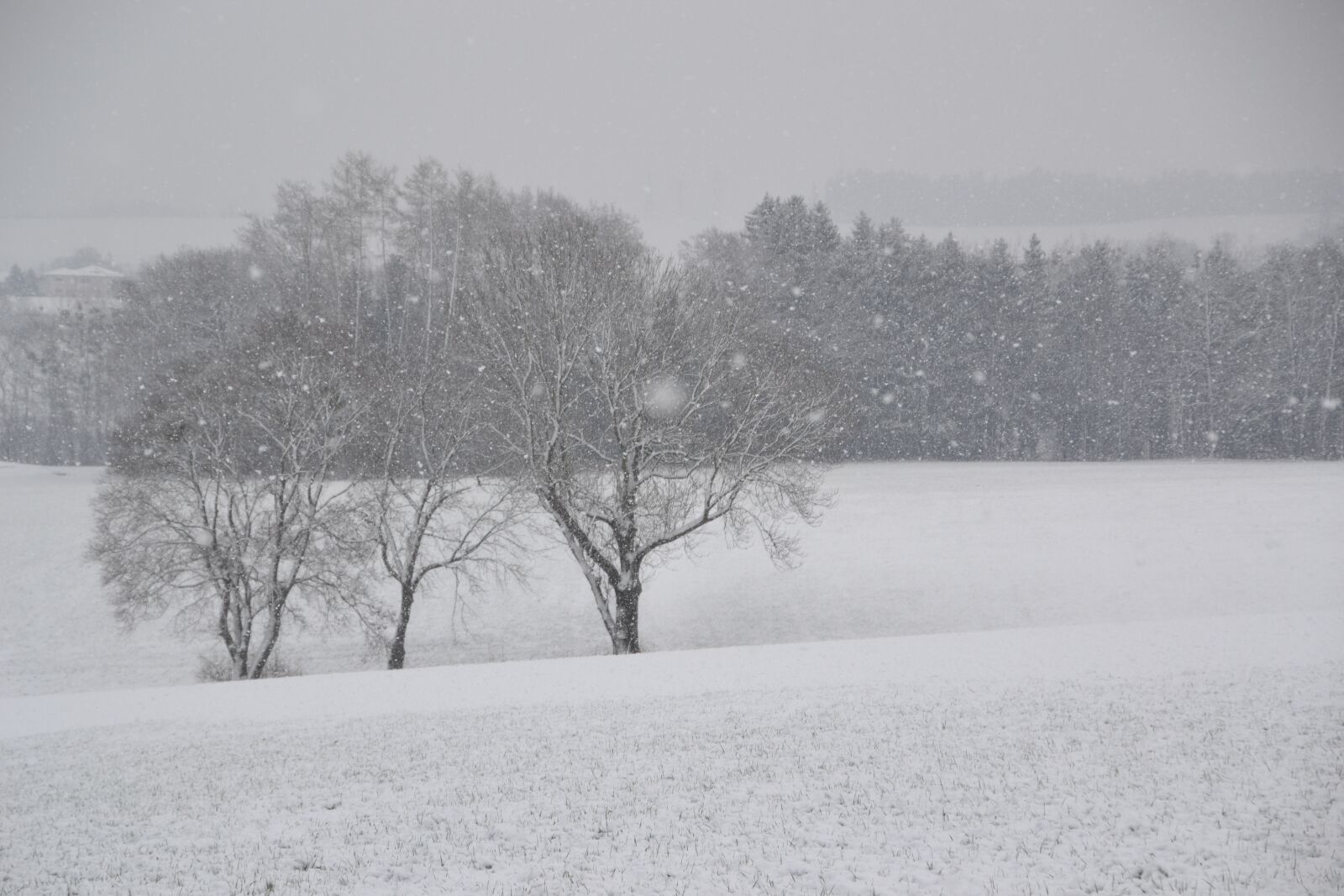 Nikon D3100 sample photo. Winter, nature, snow photography