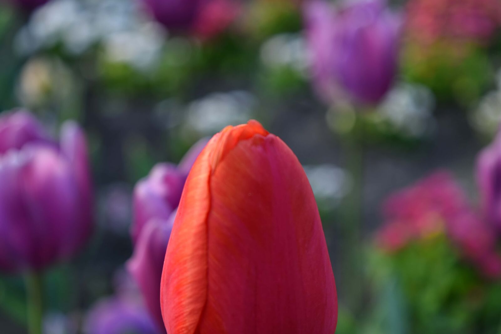 Nikon D5500 sample photo. Flower garden, spring, plant photography