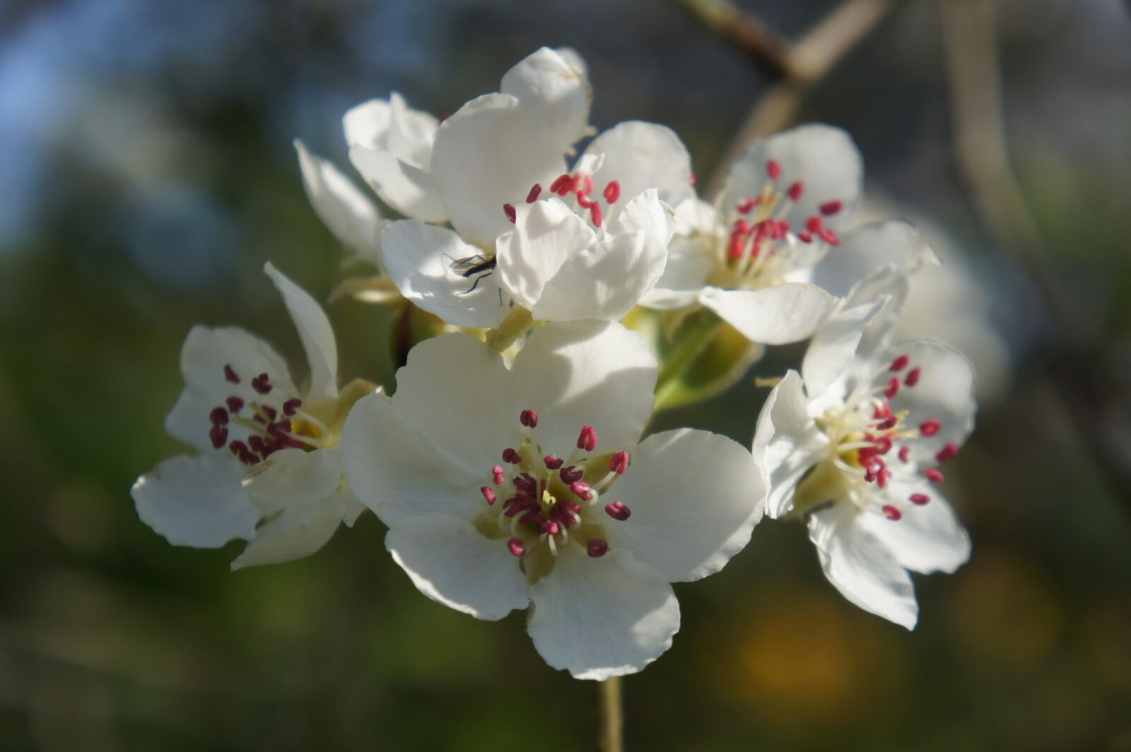Sony Alpha NEX-3 sample photo. Flower, flowers, fruit trees photography