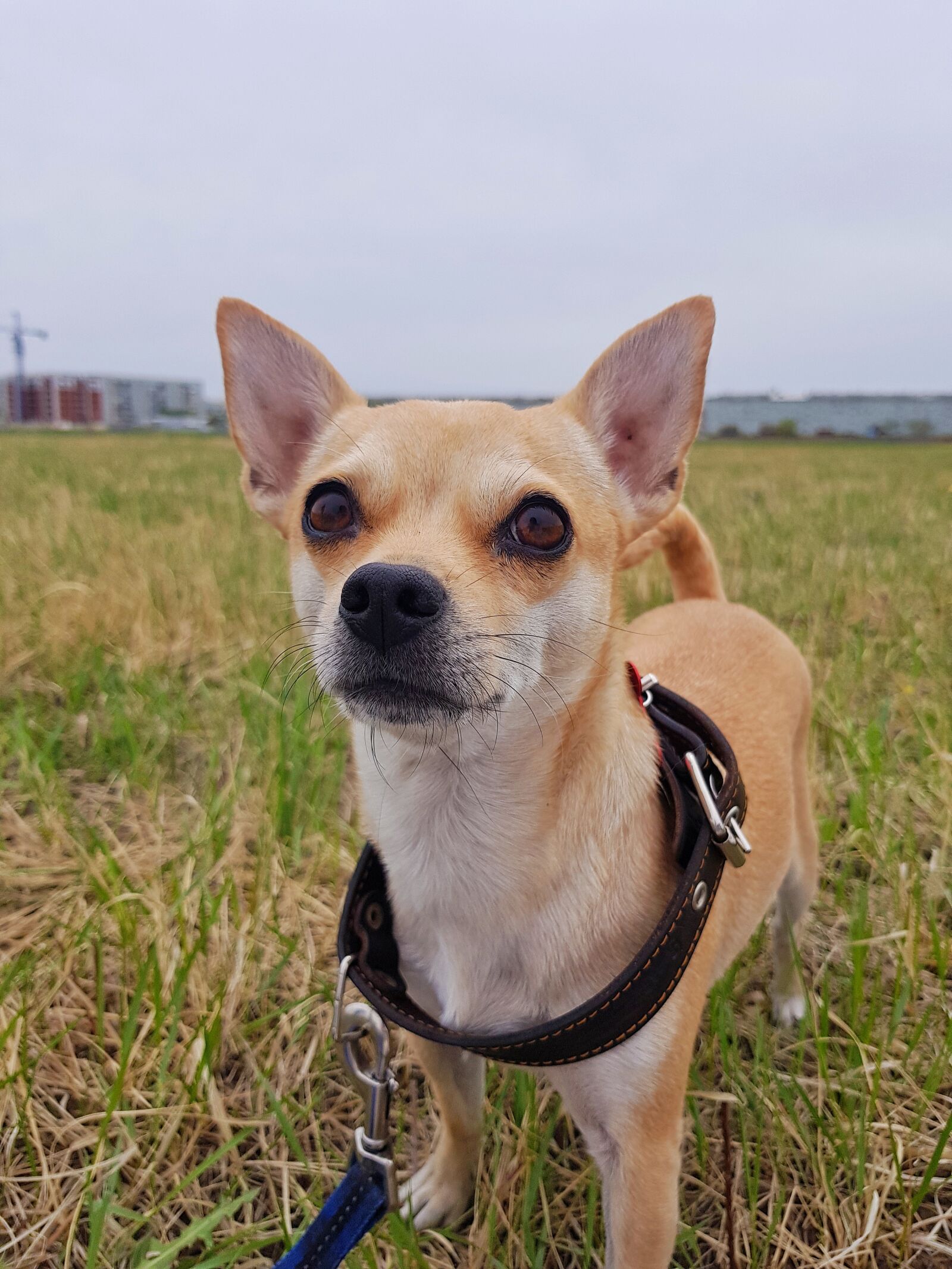 Samsung Galaxy S8+ sample photo. Dog, chihuahua, darling photography
