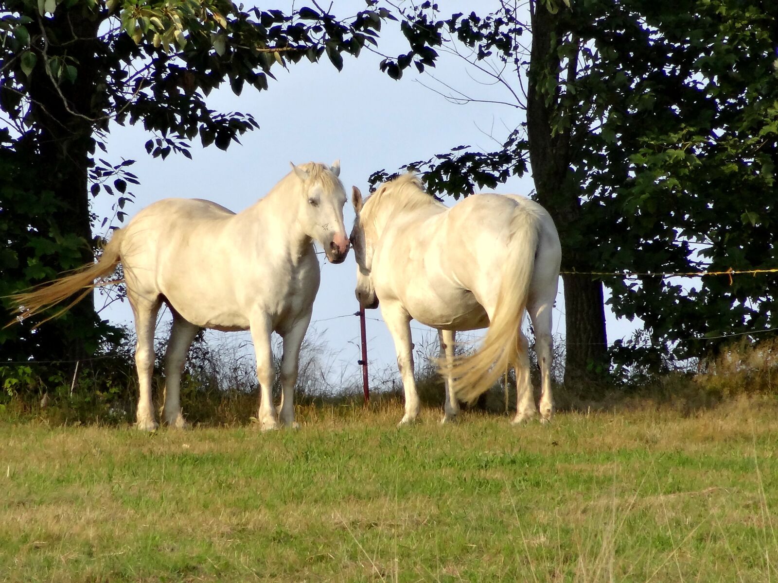Sony Cyber-shot DSC-HX10V sample photo. Horse, pasture, trees photography