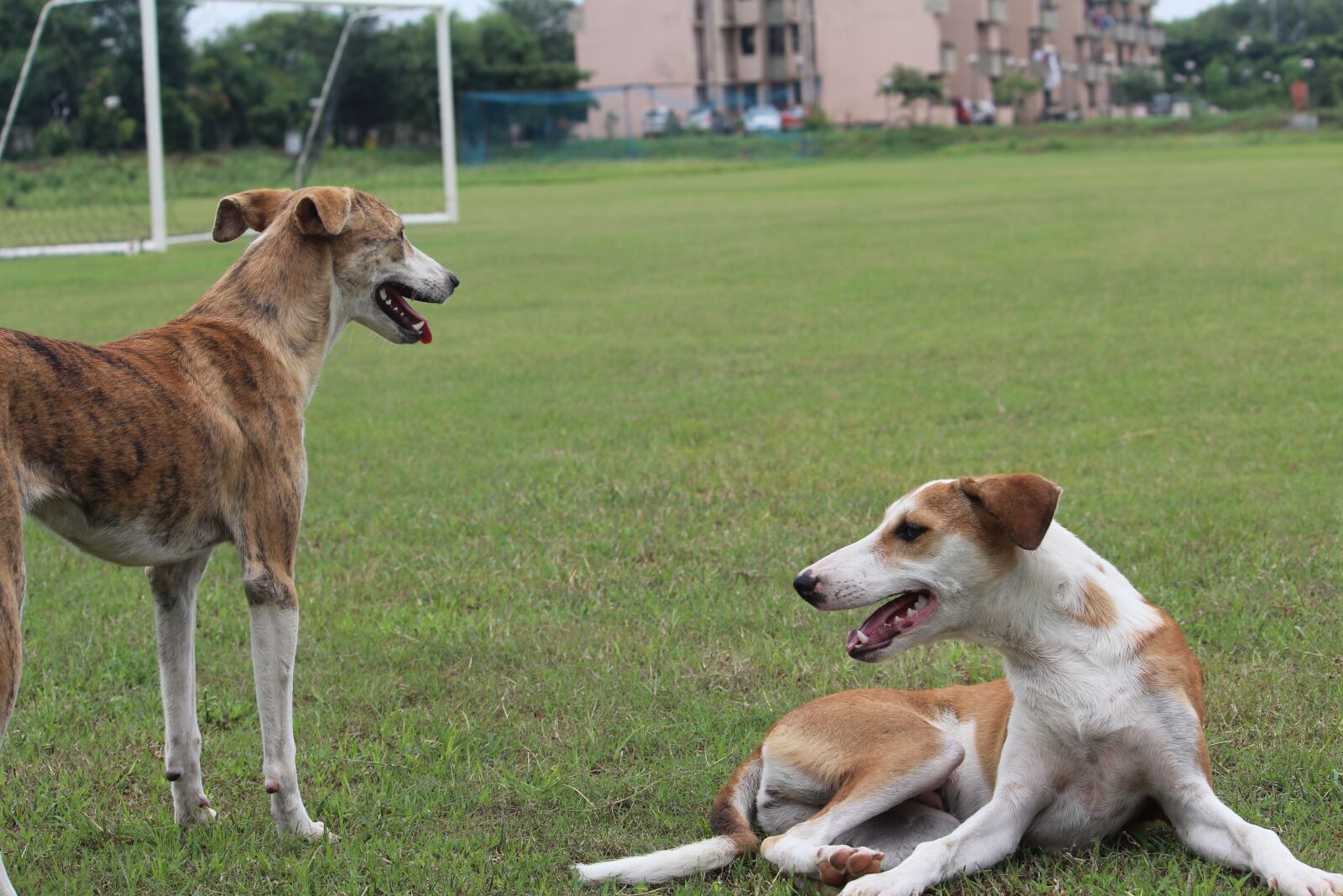 Canon EOS 1200D (EOS Rebel T5 / EOS Kiss X70 / EOS Hi) sample photo. Dogs, sitting, panting photography