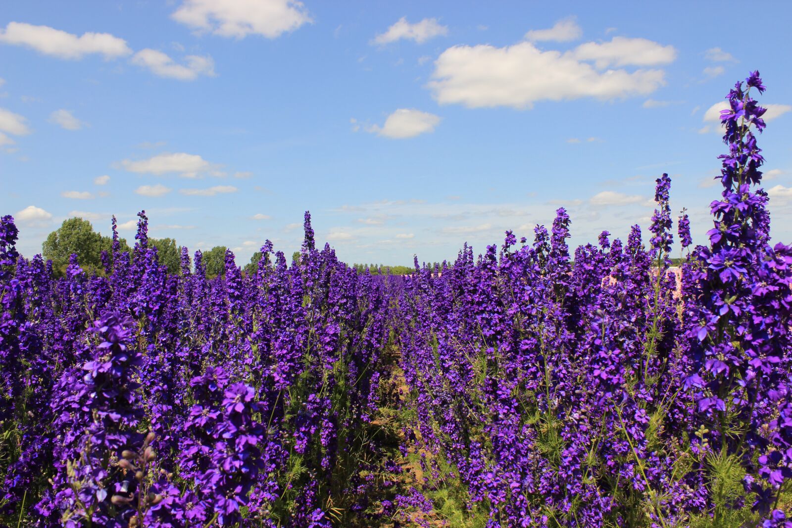 Canon EOS 600D (Rebel EOS T3i / EOS Kiss X5) sample photo. Flowers, delphiniums, blue photography