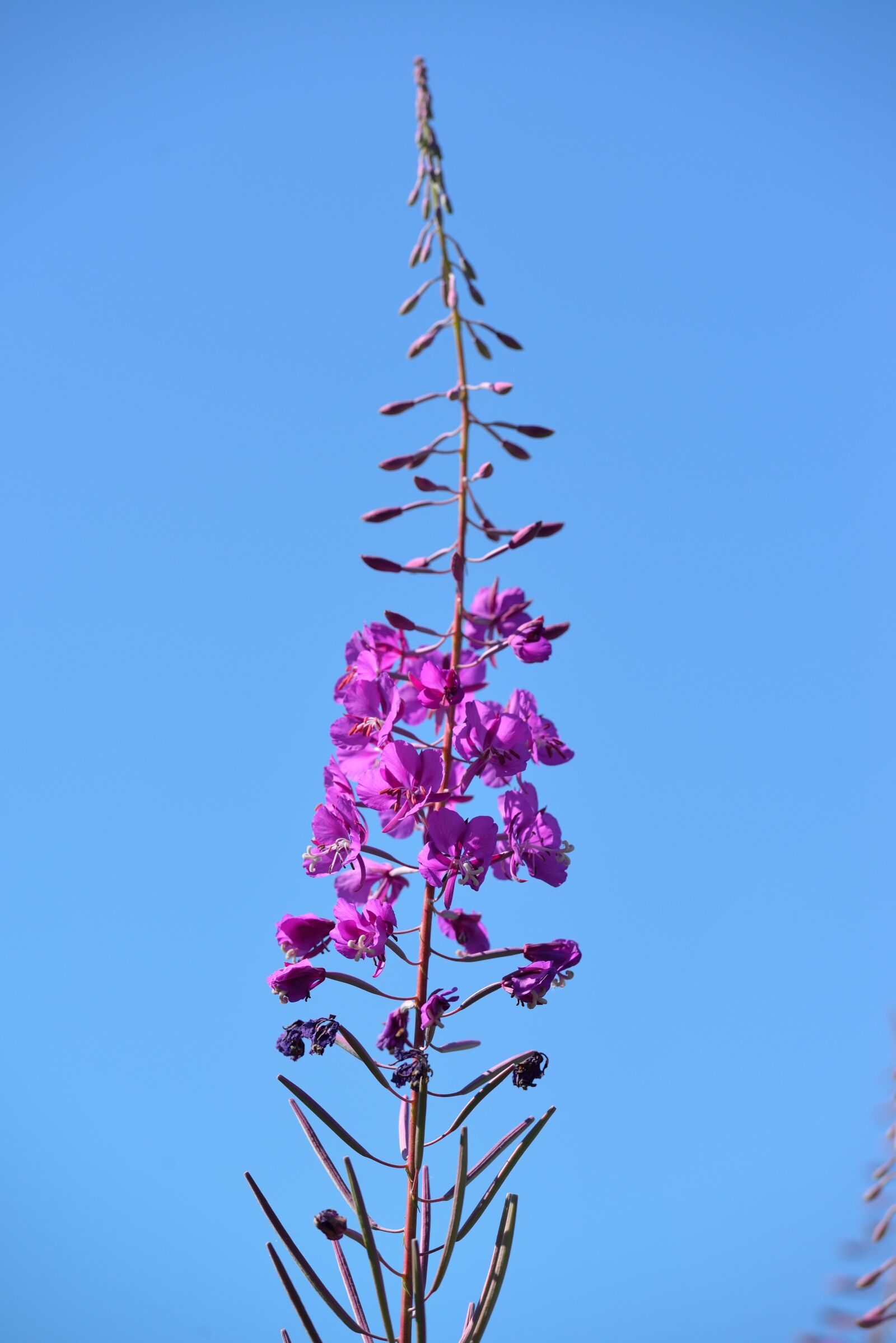 Nikon D610 sample photo. Fireweed, flower, blue sky photography