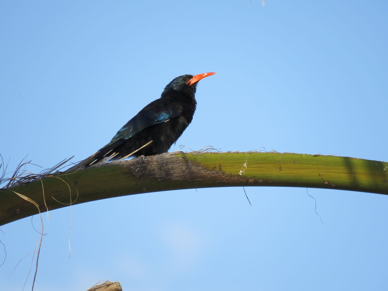 Canon PowerShot SX60 HS sample photo. Bird, branch, animal photography