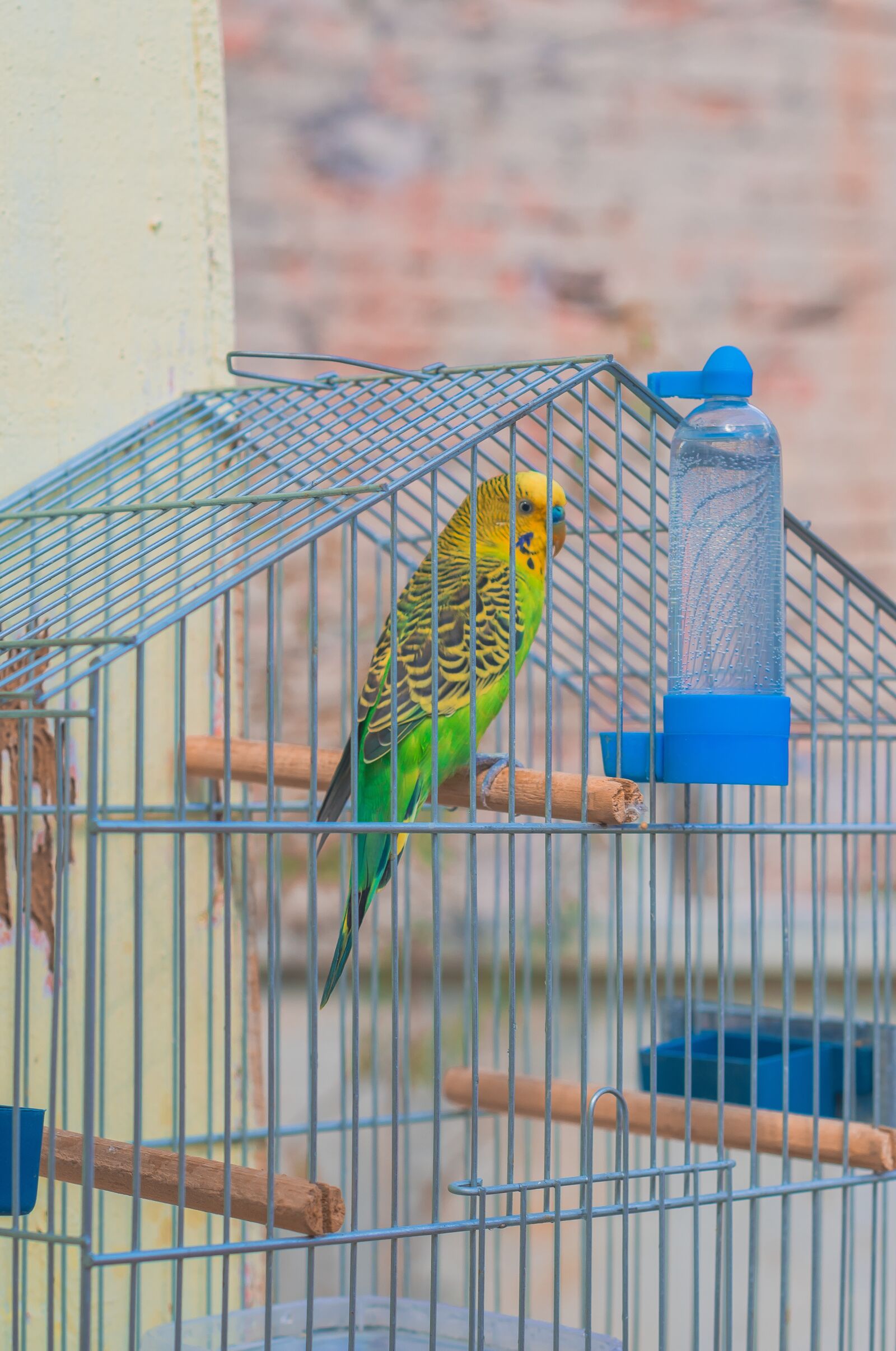 Nikon D7500 sample photo. Passarinho, ave, piriquito photography