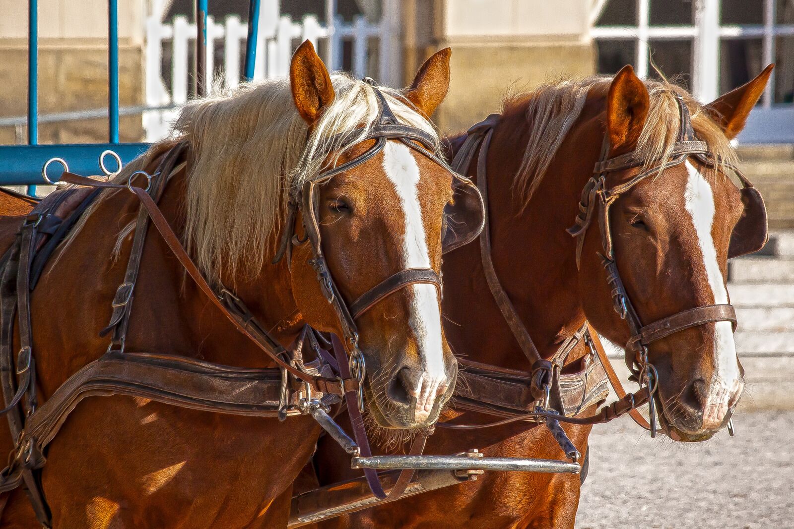 Canon EOS 50D sample photo. Team, horse, haflinger photography