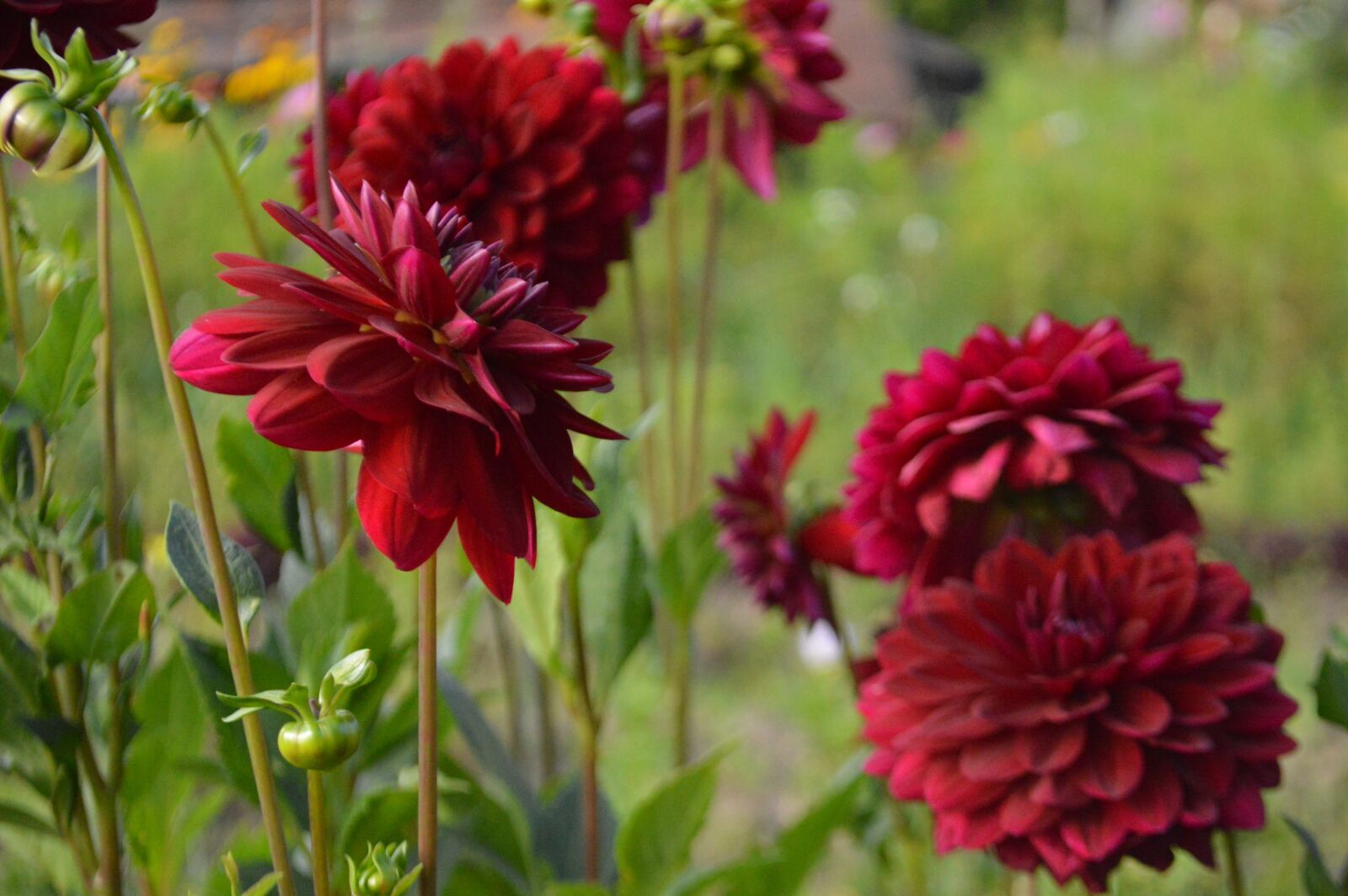 Nikon D3200 sample photo. Dahlias, dahlia, flowers photography