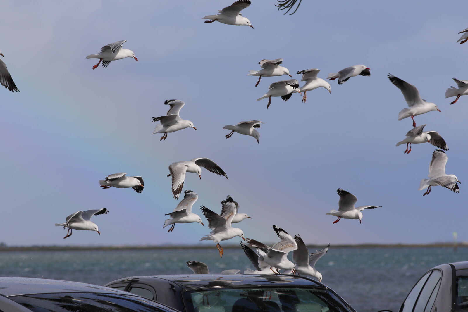 Canon EF 200mm F2.8L II USM sample photo. Birds, rainbow, seagulls photography