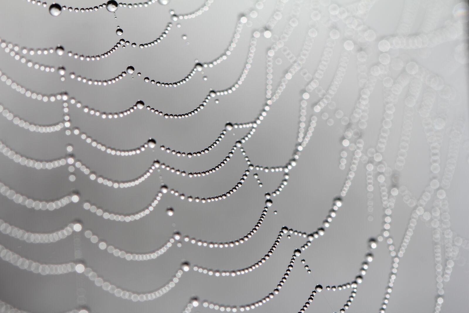 Canon EF 100mm F2.8L Macro IS USM sample photo. Web, spiders web, dew photography