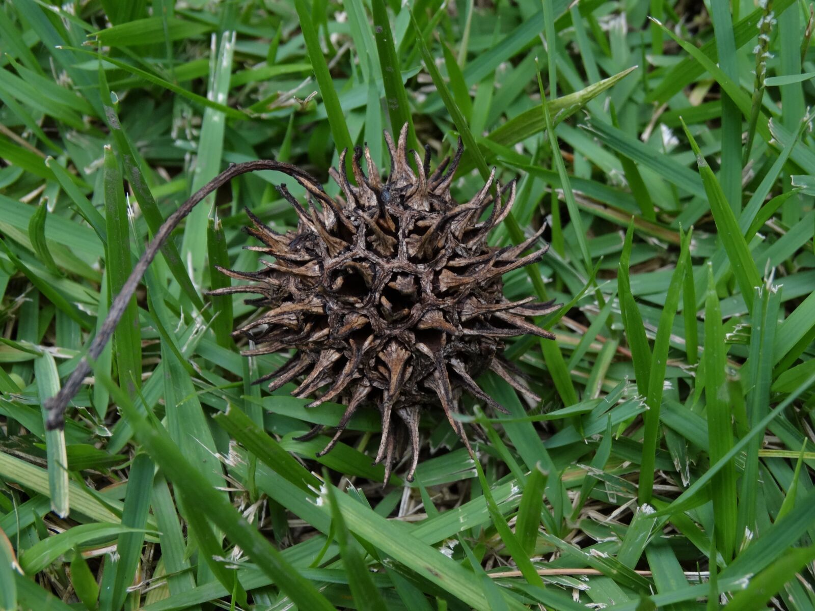 Sony Cyber-shot DSC-HX300 sample photo. Thorns, cone, tree photography