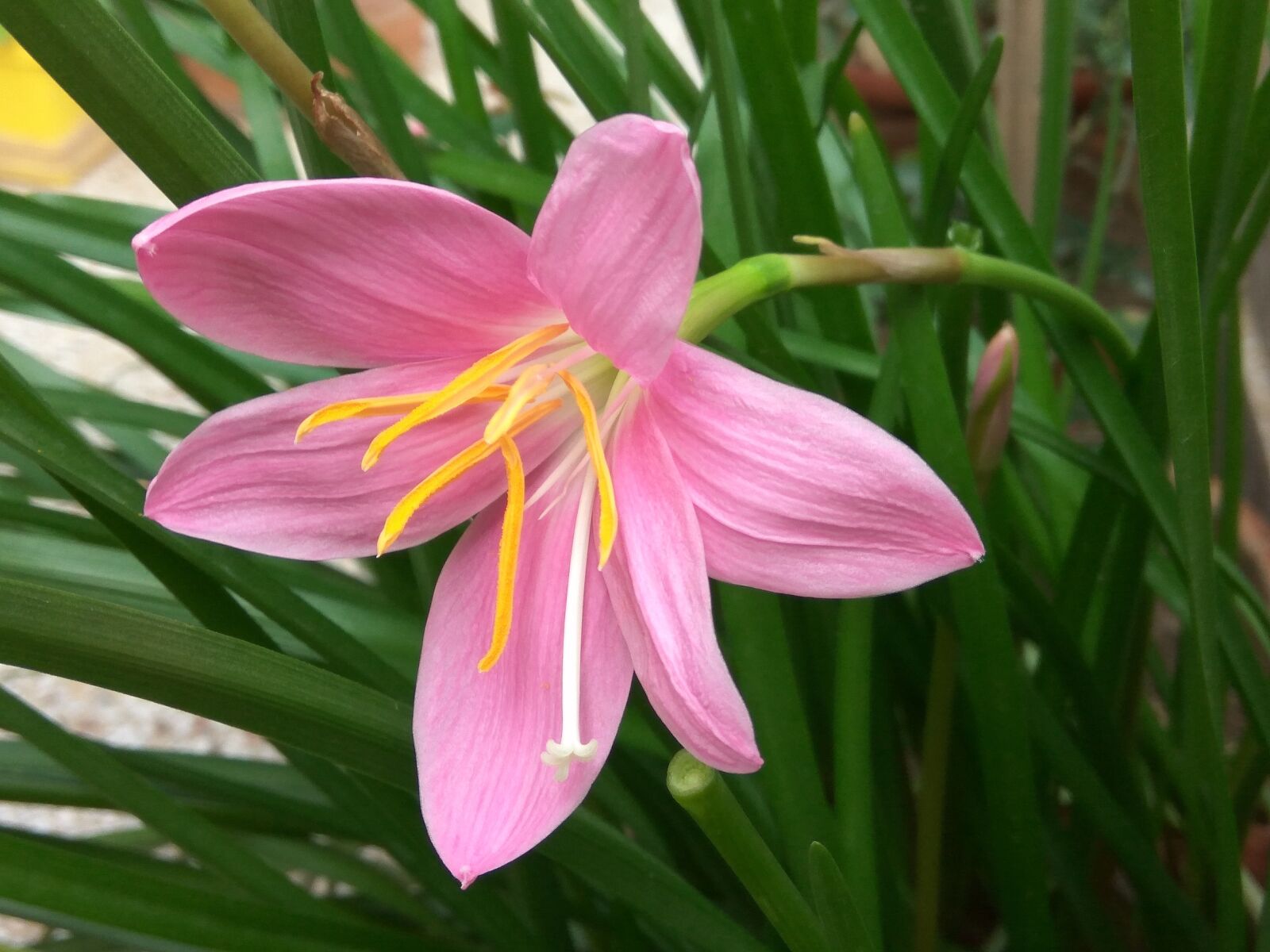 Xiaomi Redmi Note3 sample photo. Flower, pink, plant photography