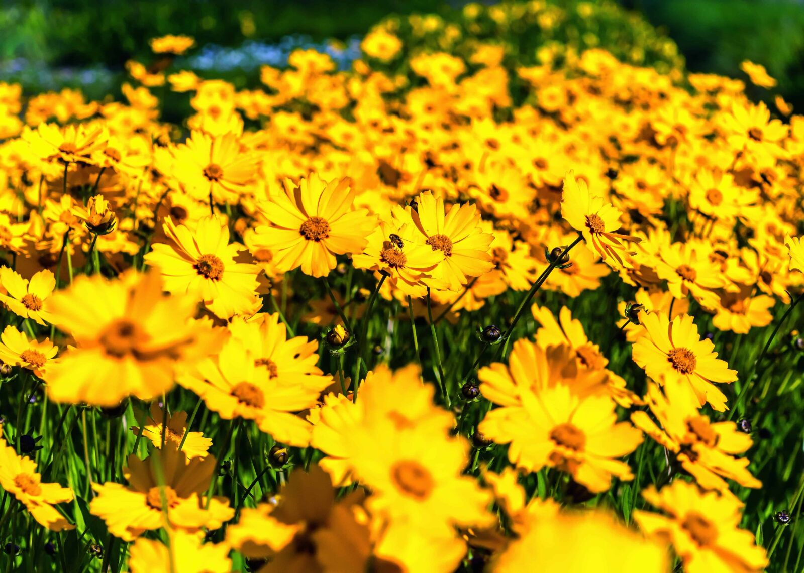 Nikon D3300 sample photo. Flora, summer, flower, field photography