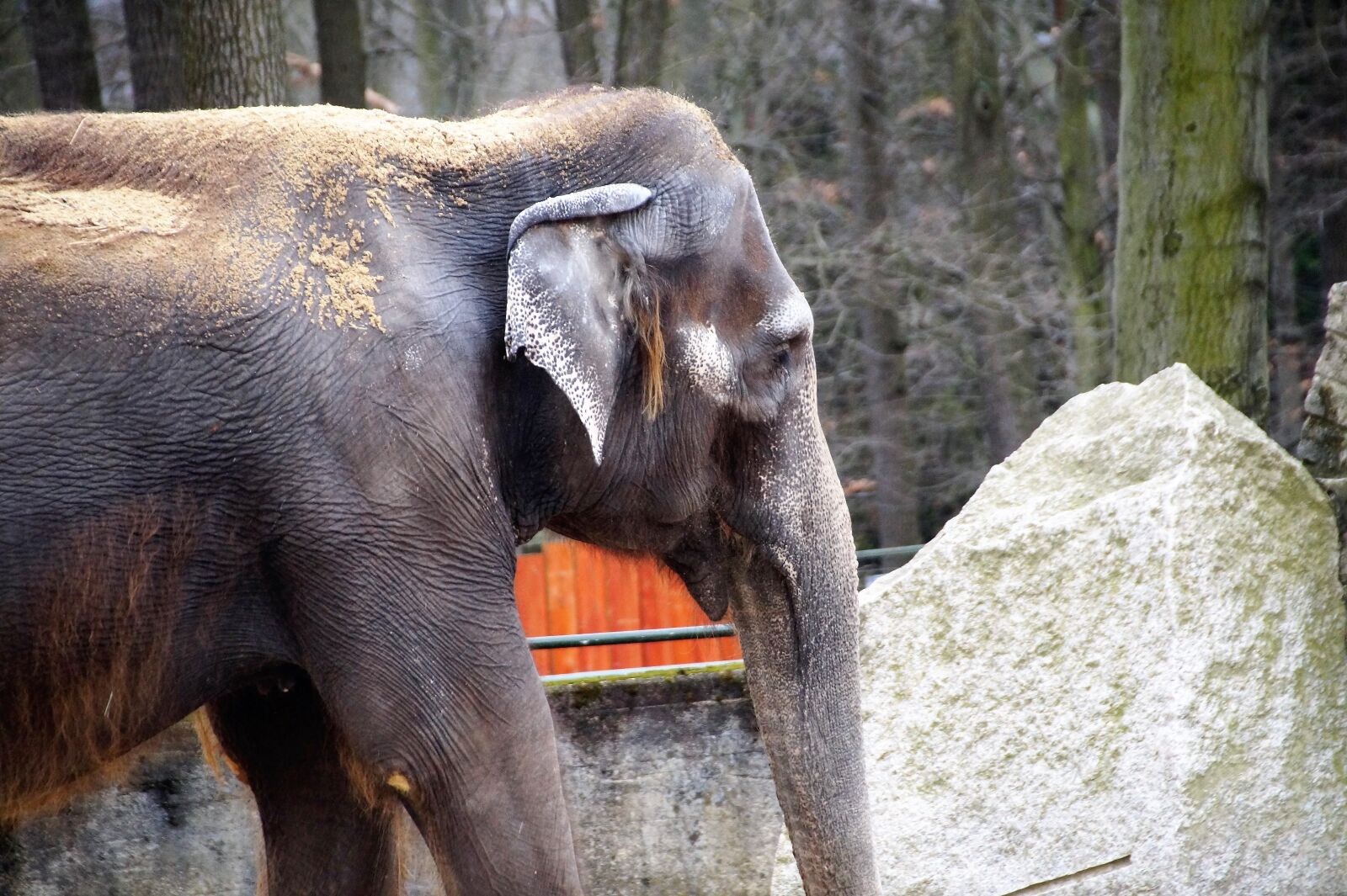 Sony SLT-A58 sample photo. Elephant, indian, zoo photography