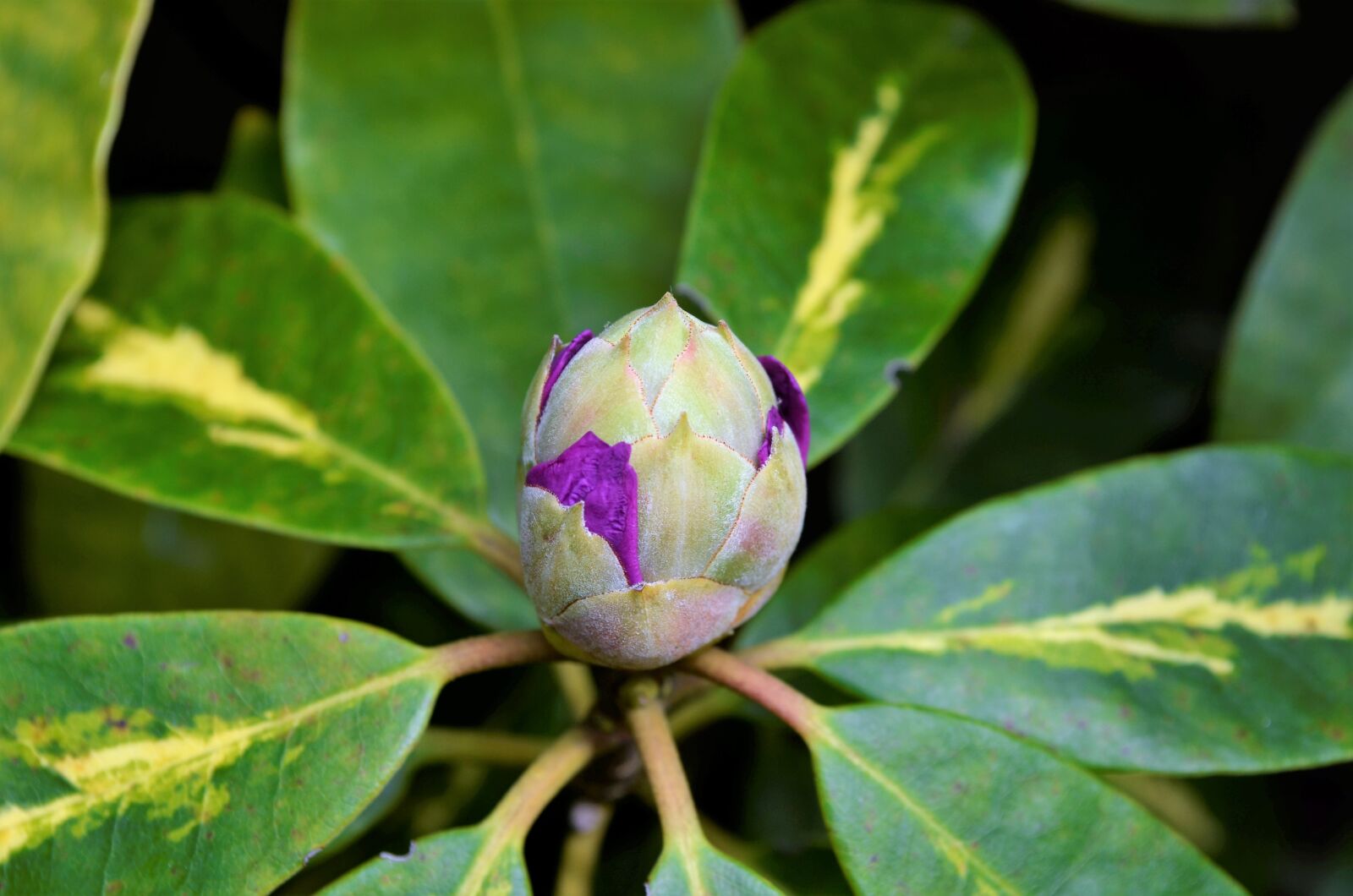 Nikon D5100 sample photo. Plant, sheet, nature photography