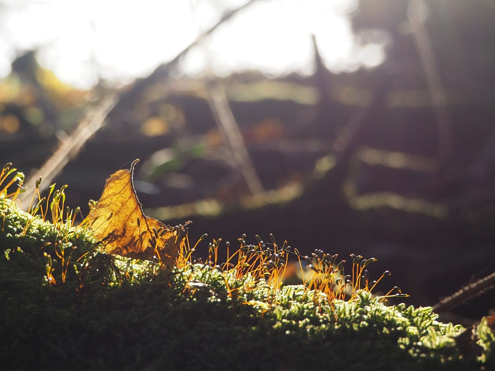 Olympus OM-D E-M10 II sample photo. Sun, moss, forest photography