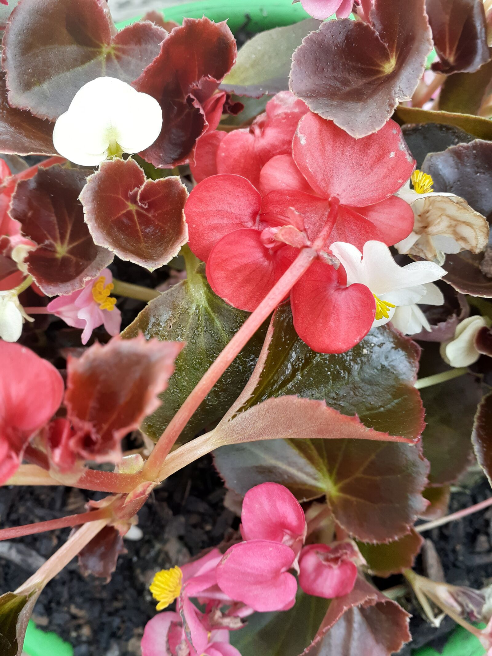 Samsung Galaxy A20 sample photo. Red, flowers, nature photography