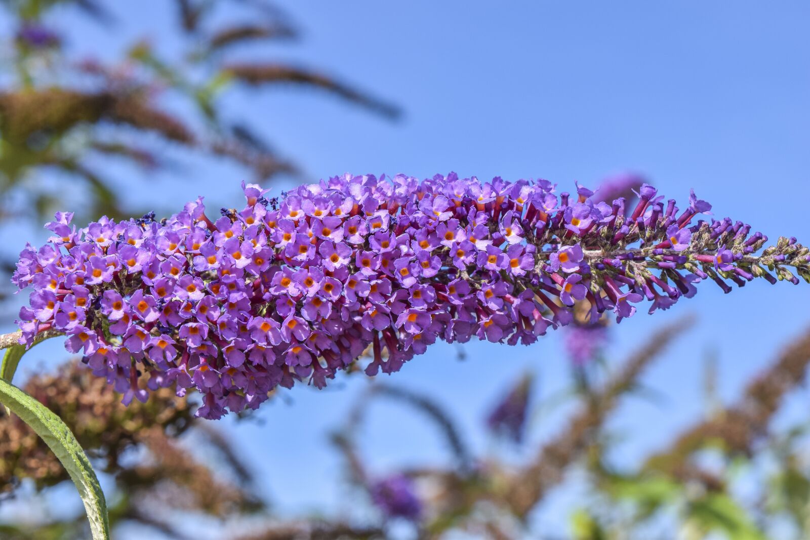 Nikon D3300 sample photo. Flower, nature, blossom photography