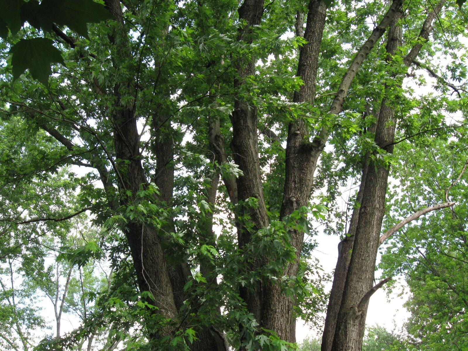 Canon PowerShot A590 IS sample photo. Trees, nature, environment photography