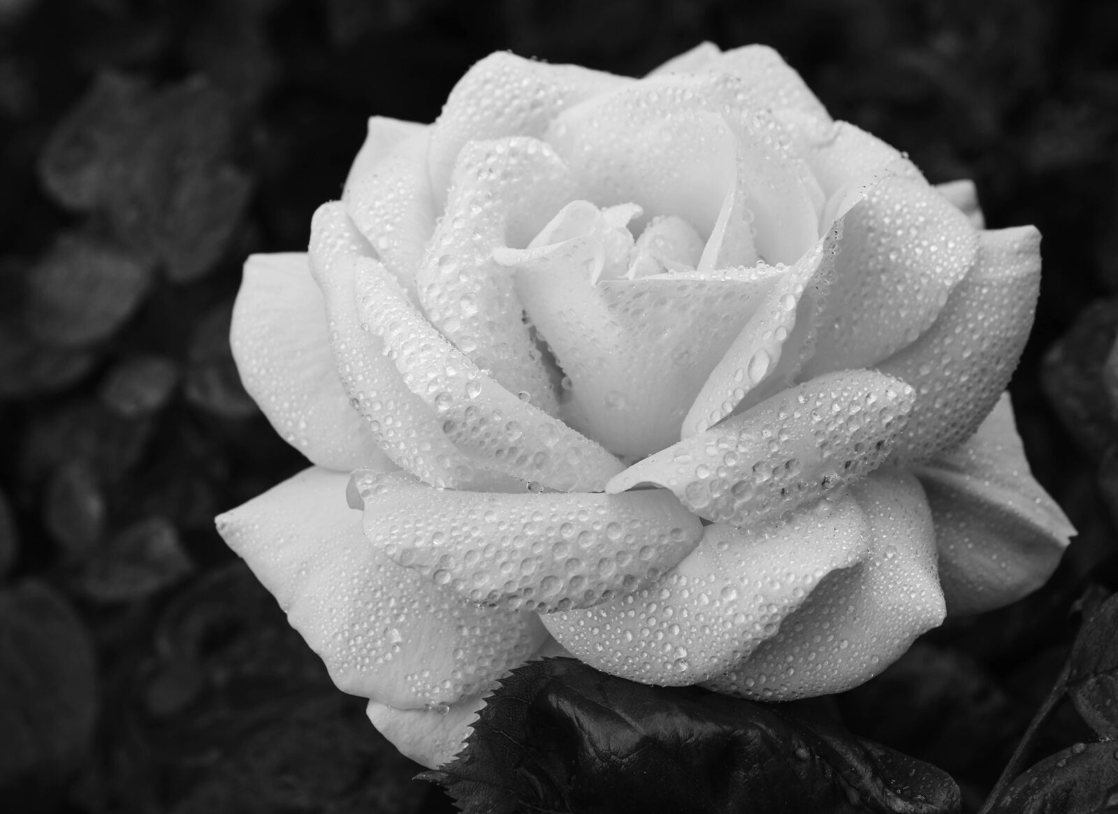 Canon EOS 2000D (EOS Rebel T7 / EOS Kiss X90 / EOS 1500D) sample photo. White, nature, flowers photography