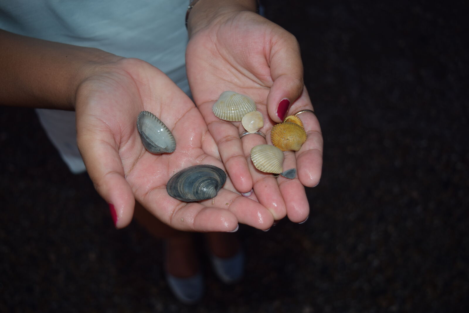Nikon D3300 sample photo. Sea, shells, tybee, clean photography