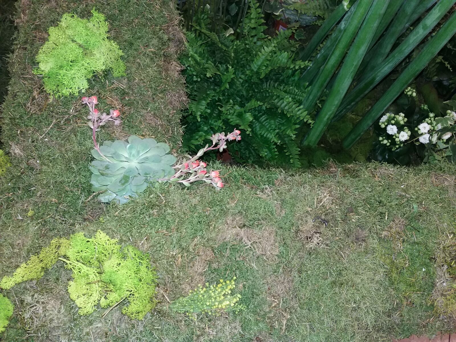 Samsung Galaxy J3(2016) sample photo. Beautiful, flowers, flower photography