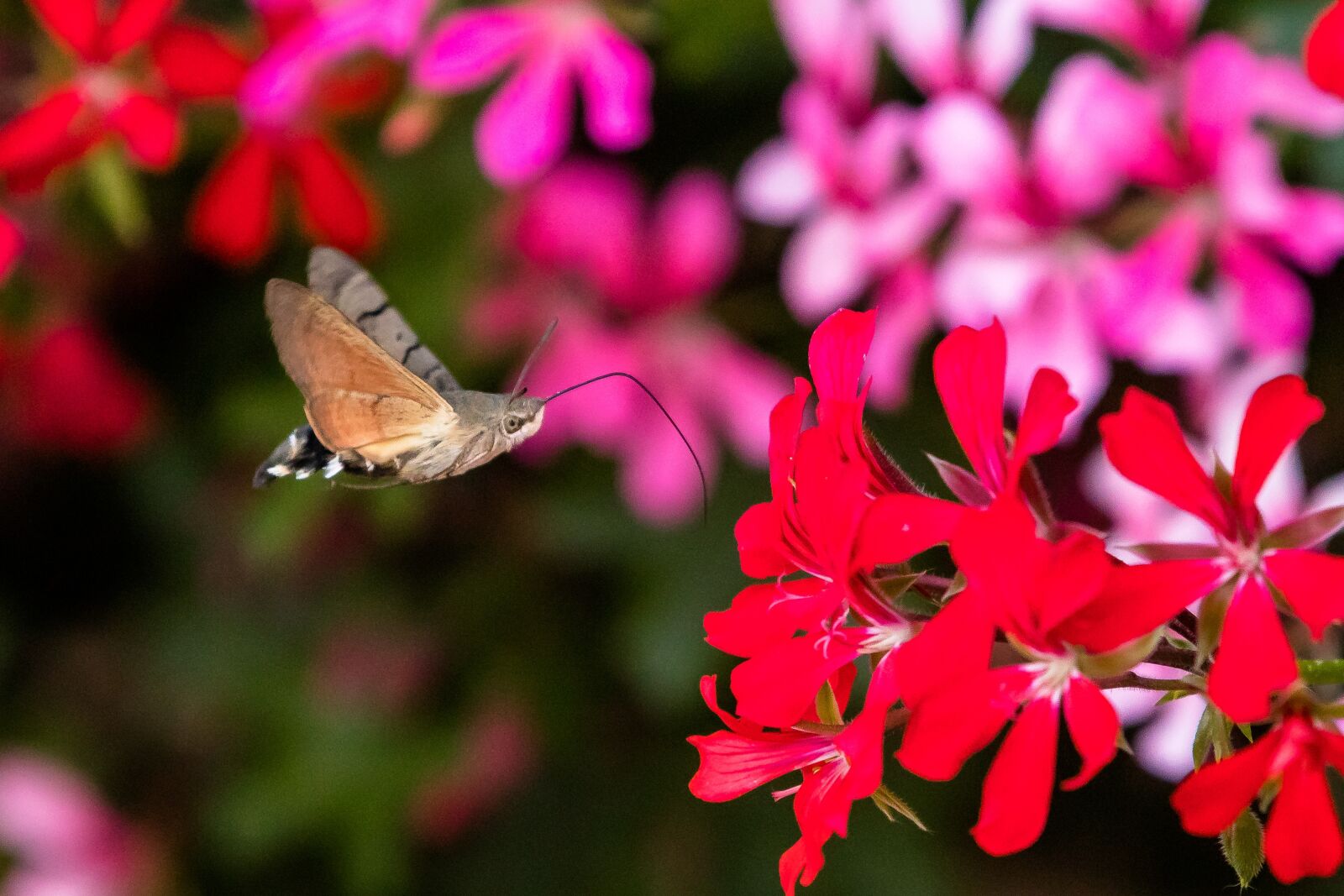 Canon EOS 80D sample photo. Butterfly, hummingbird hawk moth photography