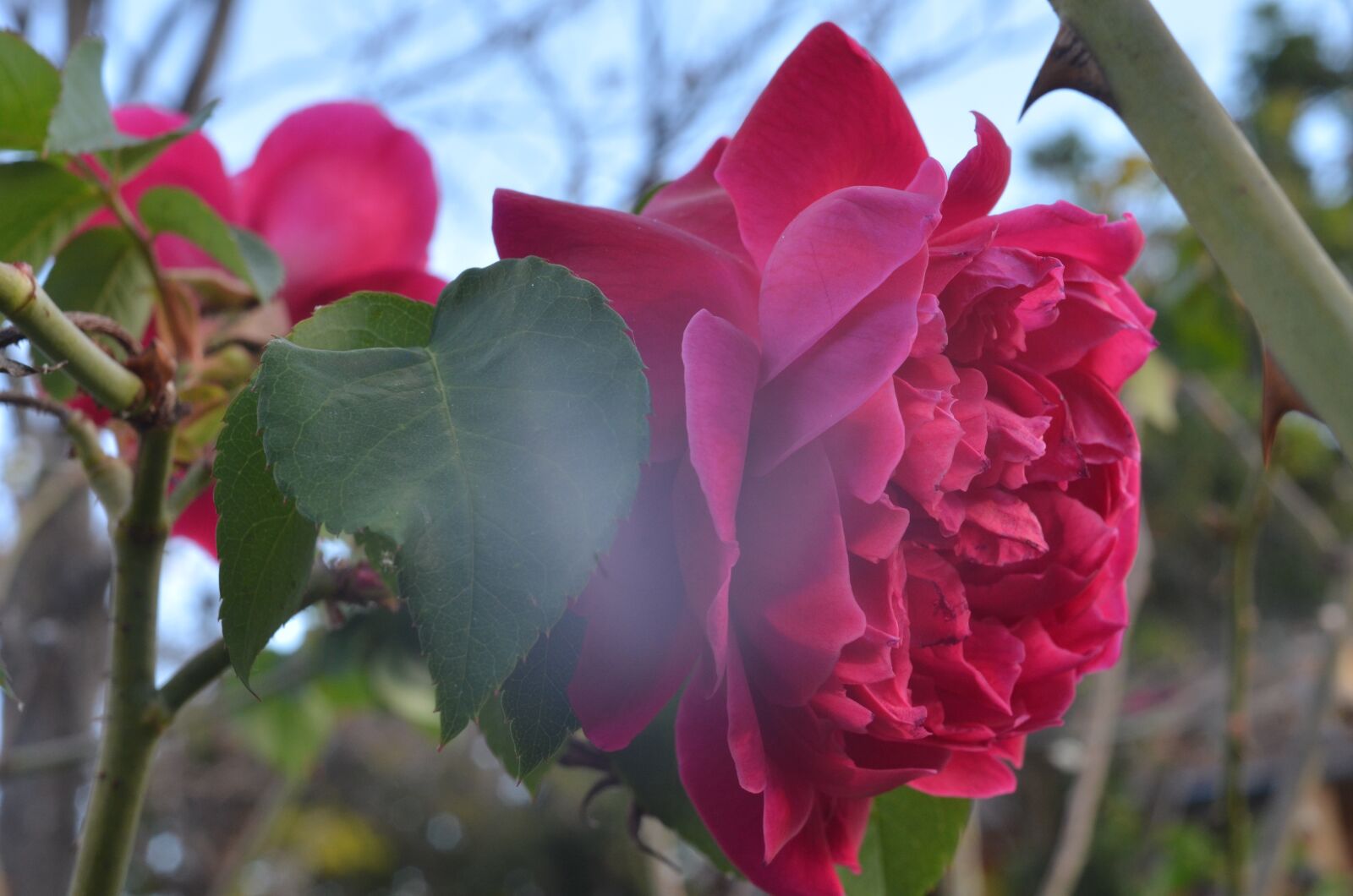 Nikon D5100 sample photo. Flower, garden, texture photography