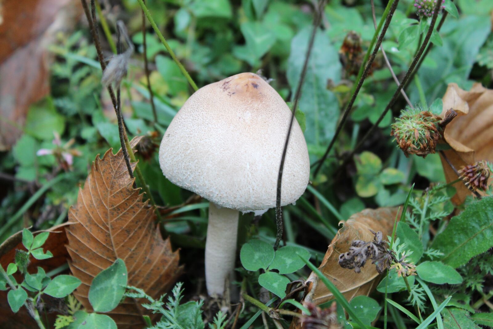 Canon EOS 1300D (EOS Rebel T6 / EOS Kiss X80) sample photo. Nature, mushrooms, forest photography