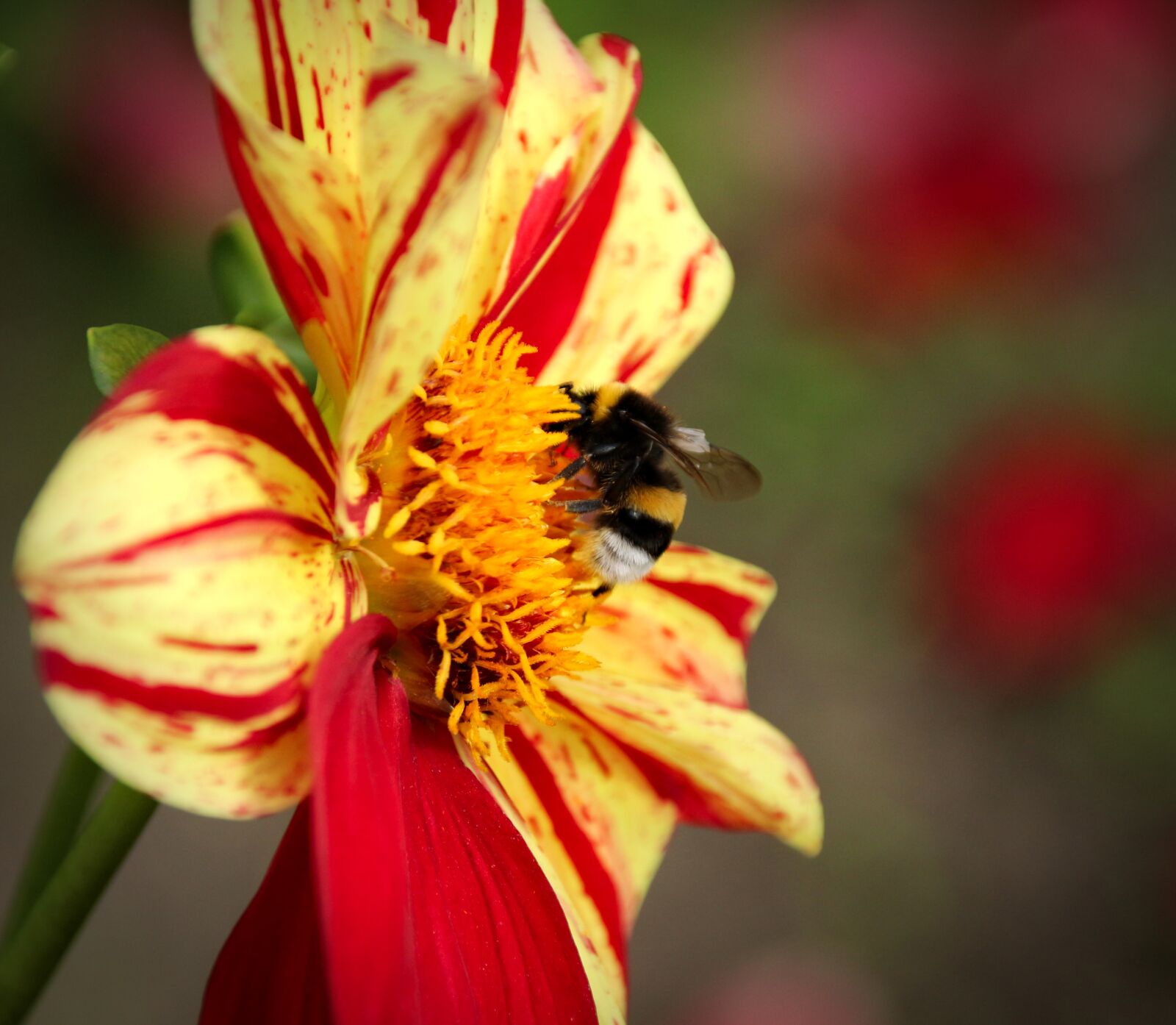 Canon EOS 700D (EOS Rebel T5i / EOS Kiss X7i) sample photo. Plant, flower, nature photography