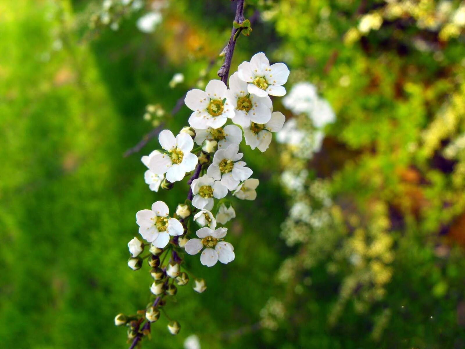 Fujifilm FinePix S1000fd sample photo. Flowers, white flowers, plant photography