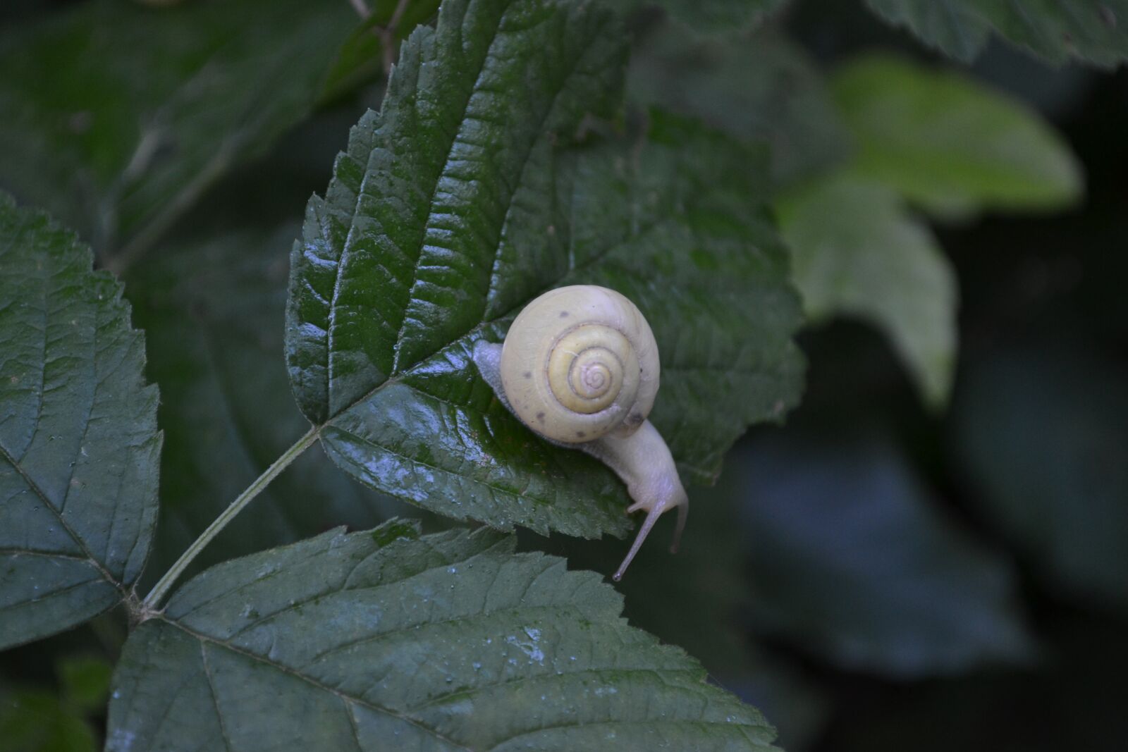 Nikon D3100 sample photo. Snail, shell, mollusk photography