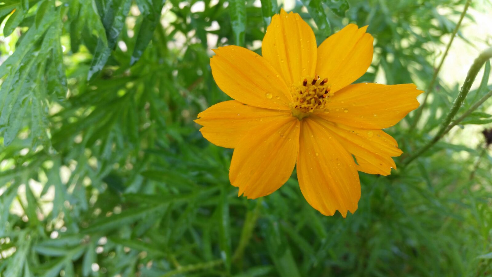 Samsung Galaxy S5 sample photo. Flower, yellow, water drops photography