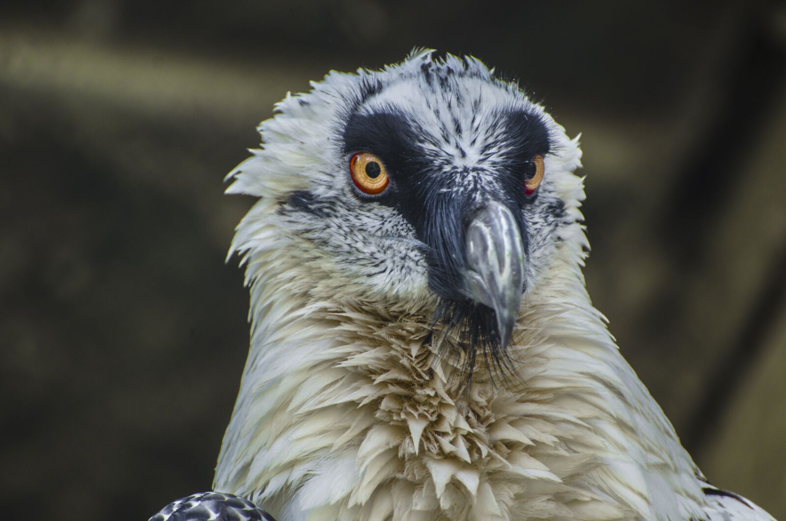 Nikon D7000 sample photo. Vulture, animal, animal portrait photography