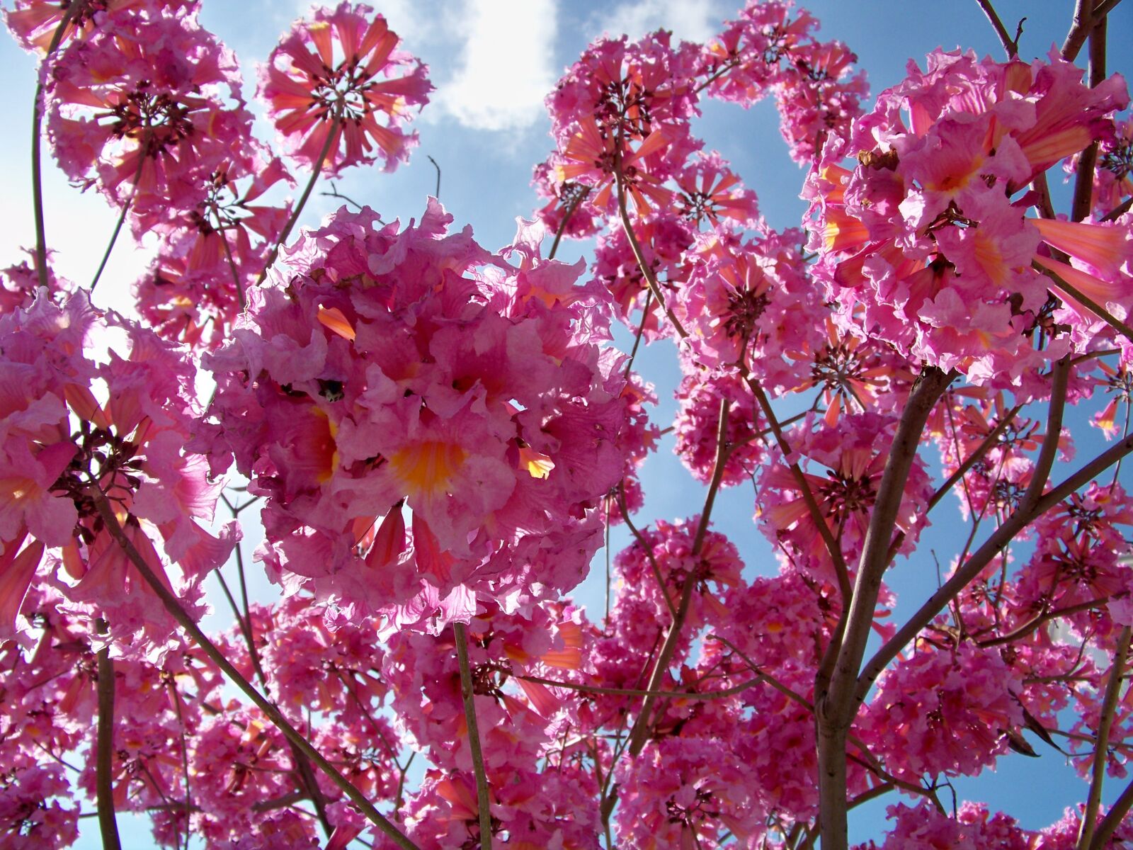 Kodak EASYSHARE Z1012 IS DIGITAL CAMERA sample photo. Pink, dogwood, tree photography