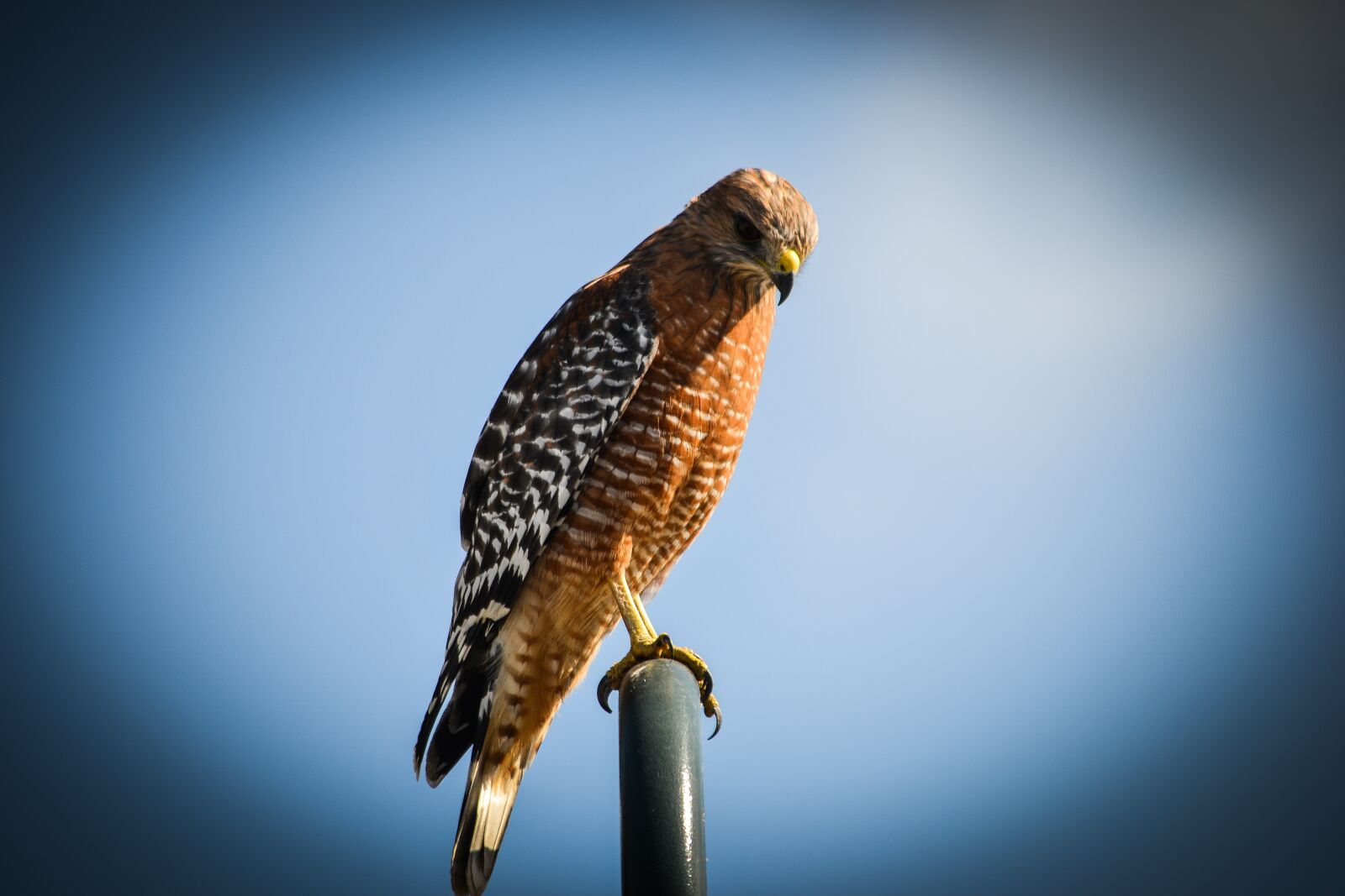 Nikon D3100 sample photo. Raptor, falcon, bird photography