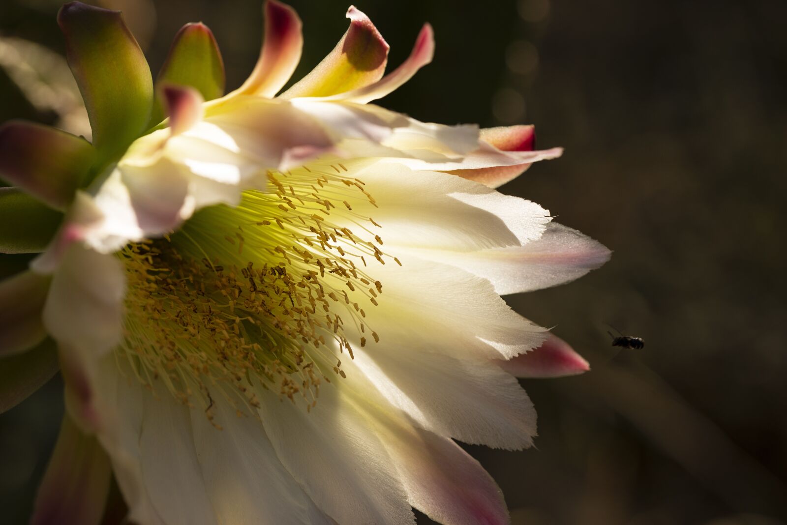 Nikon D600 sample photo. Insect, flower, nature photography