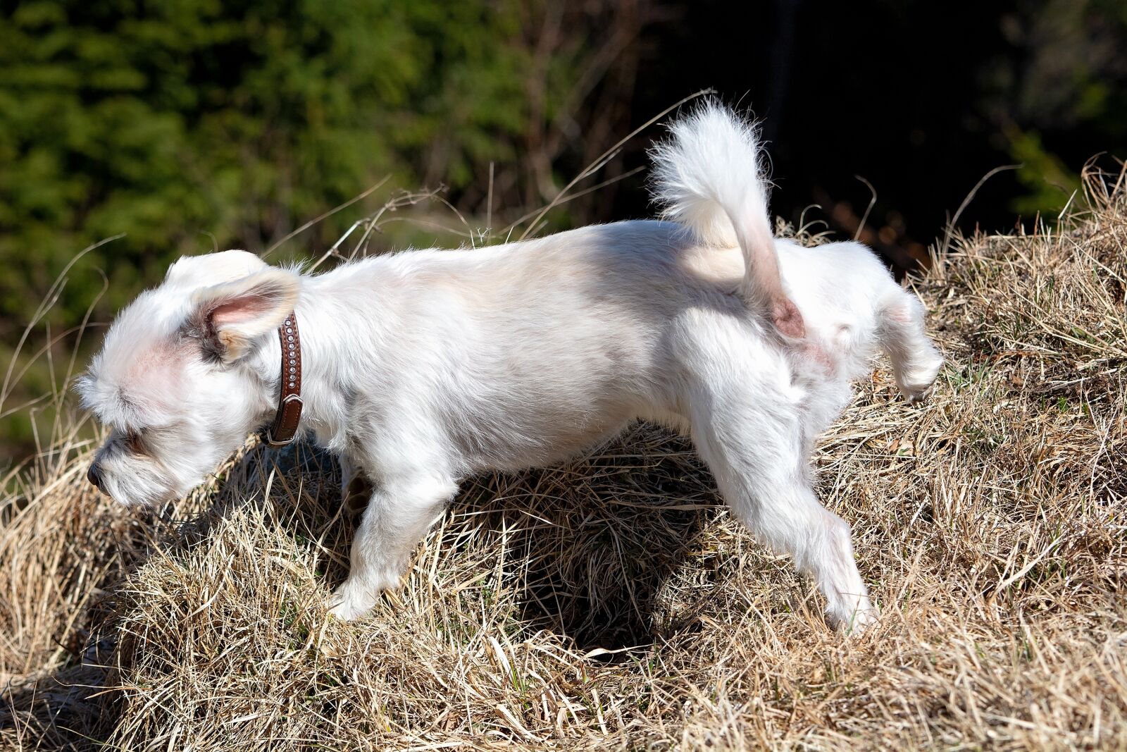 Nikon D7100 sample photo. Dog, white, small photography