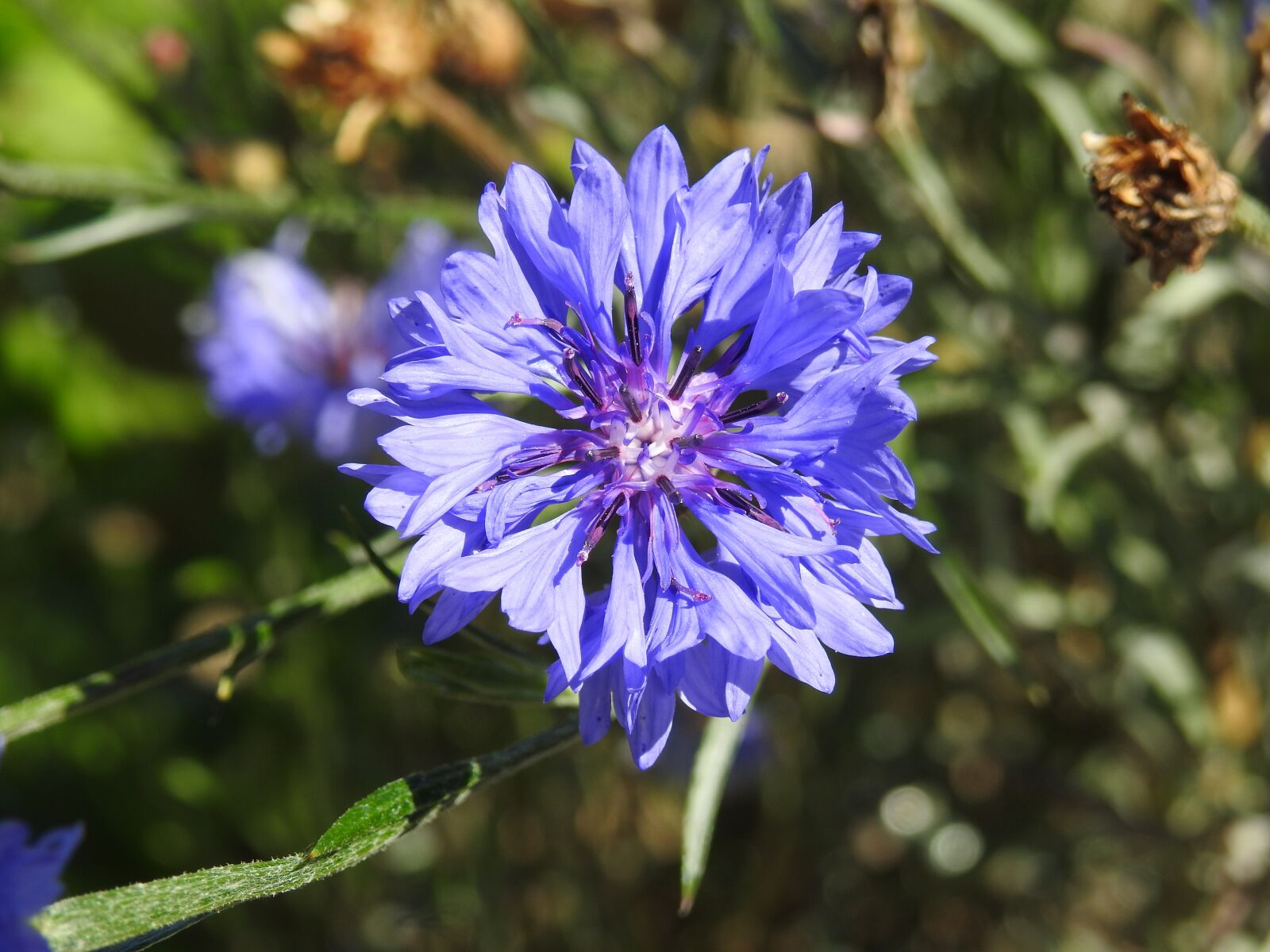 Nikon Coolpix P900 sample photo. Plant, cornflower, summer photography