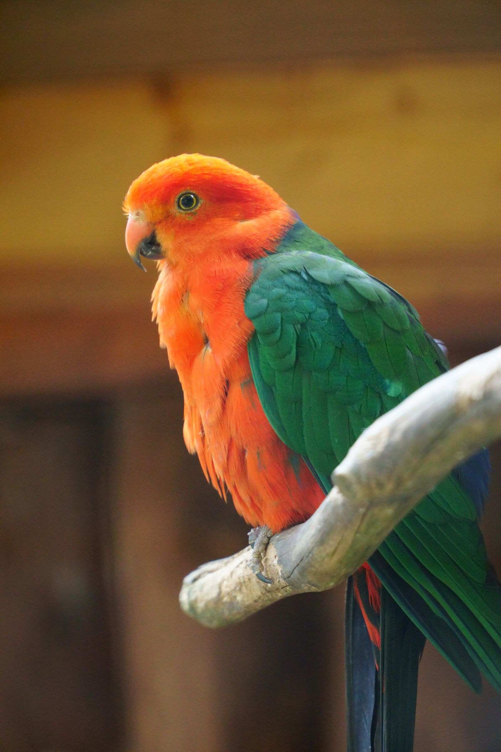 Sony a6300 + Sony E PZ 18-105mm F4 G OSS sample photo. Bird, animal, plumage photography