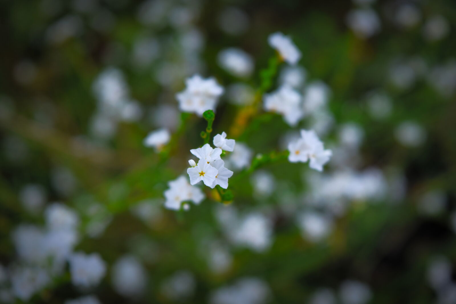 Nikon D3300 sample photo