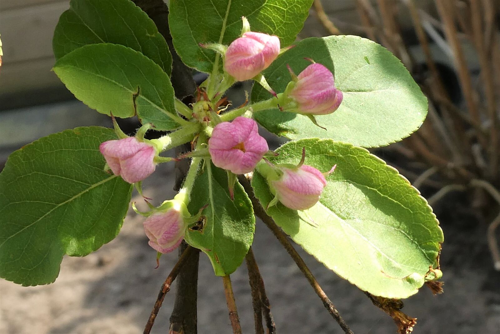 Panasonic Lumix DC-ZS70 (Lumix DC-TZ90) sample photo. Apple blossom, blossom, sierappelboom photography