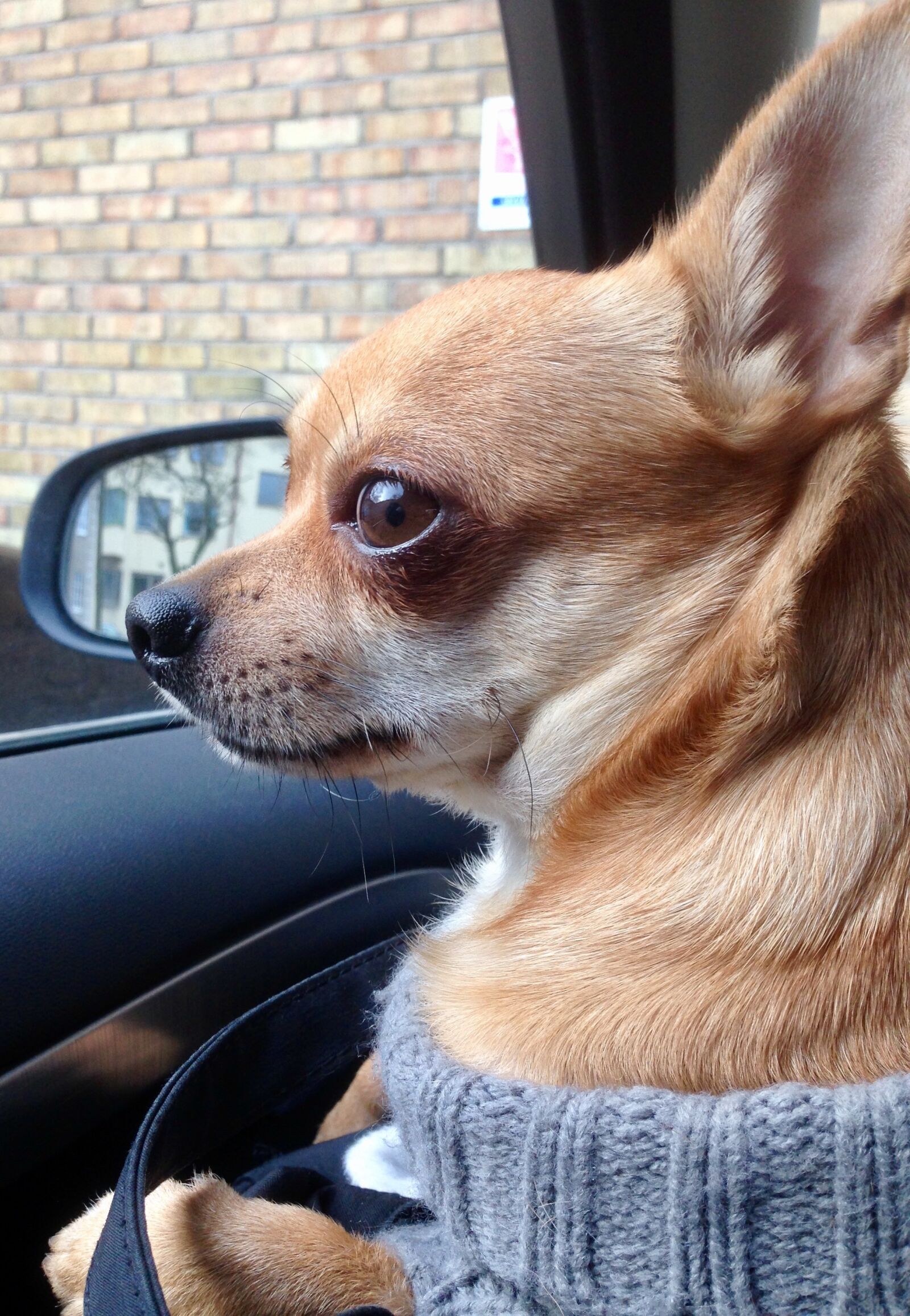 iPhone 5 back camera 4.12mm f/2.4 sample photo. Chihuahua, dog, sobel photography