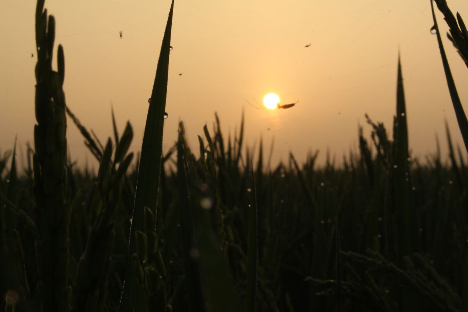 Canon EOS 700D (EOS Rebel T5i / EOS Kiss X7i) sample photo. The sun, dawn, orange photography