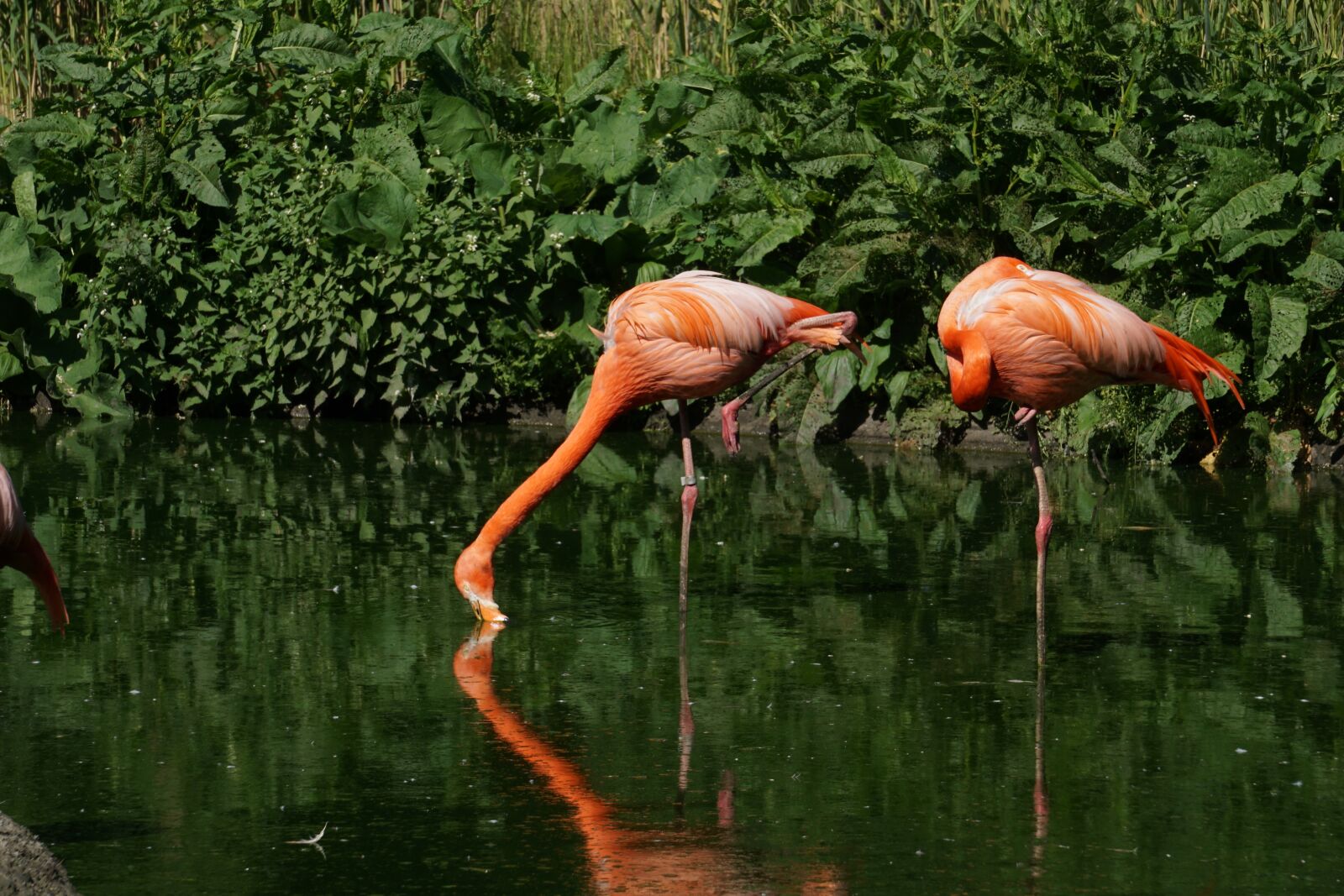 Sony a6000 sample photo. Flamingos, mirroring, zoo photography