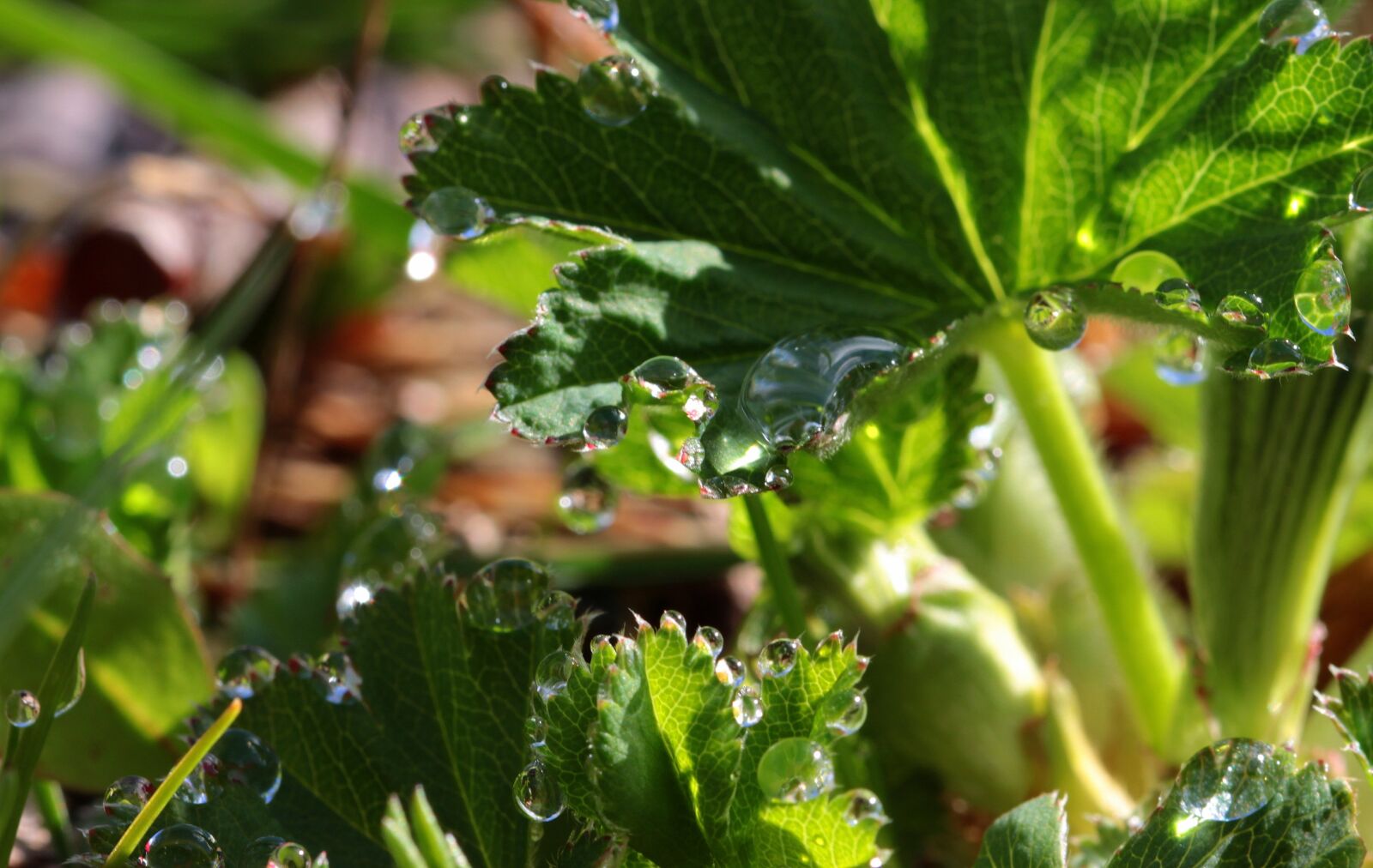 Canon EOS 650D (EOS Rebel T4i / EOS Kiss X6i) sample photo. Leaves, drop of water photography