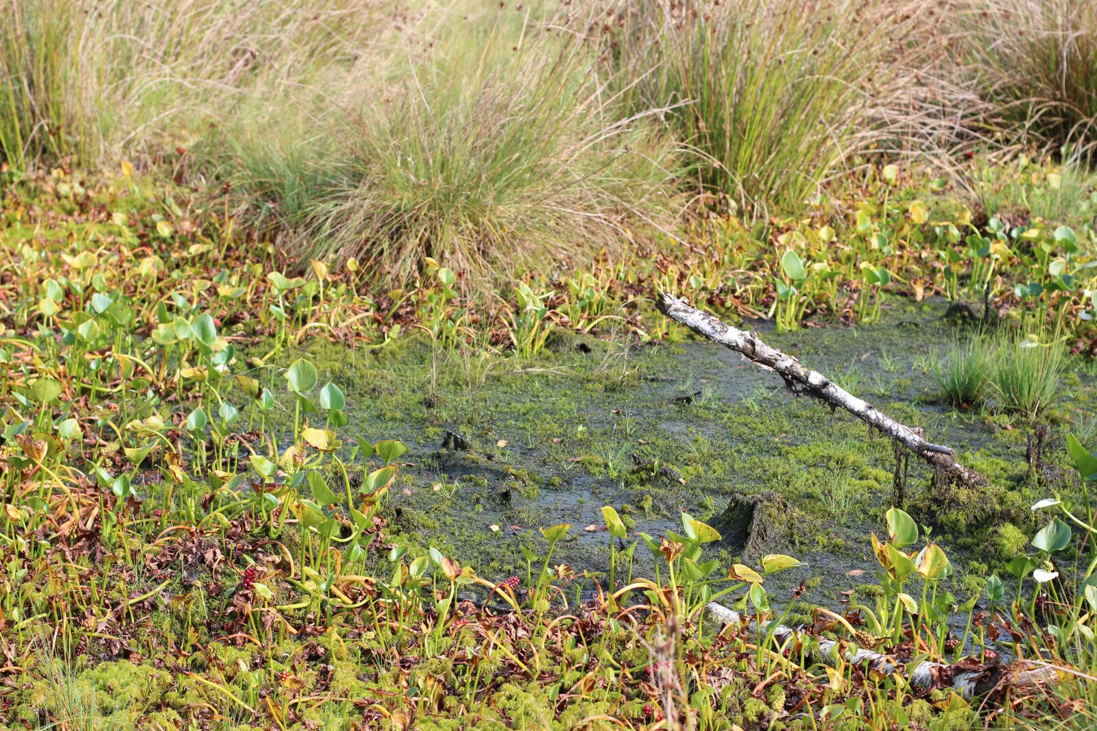 Canon EOS 600D (Rebel EOS T3i / EOS Kiss X5) + Canon EF 50mm F1.4 USM sample photo. Marsh, swamp, moor photography
