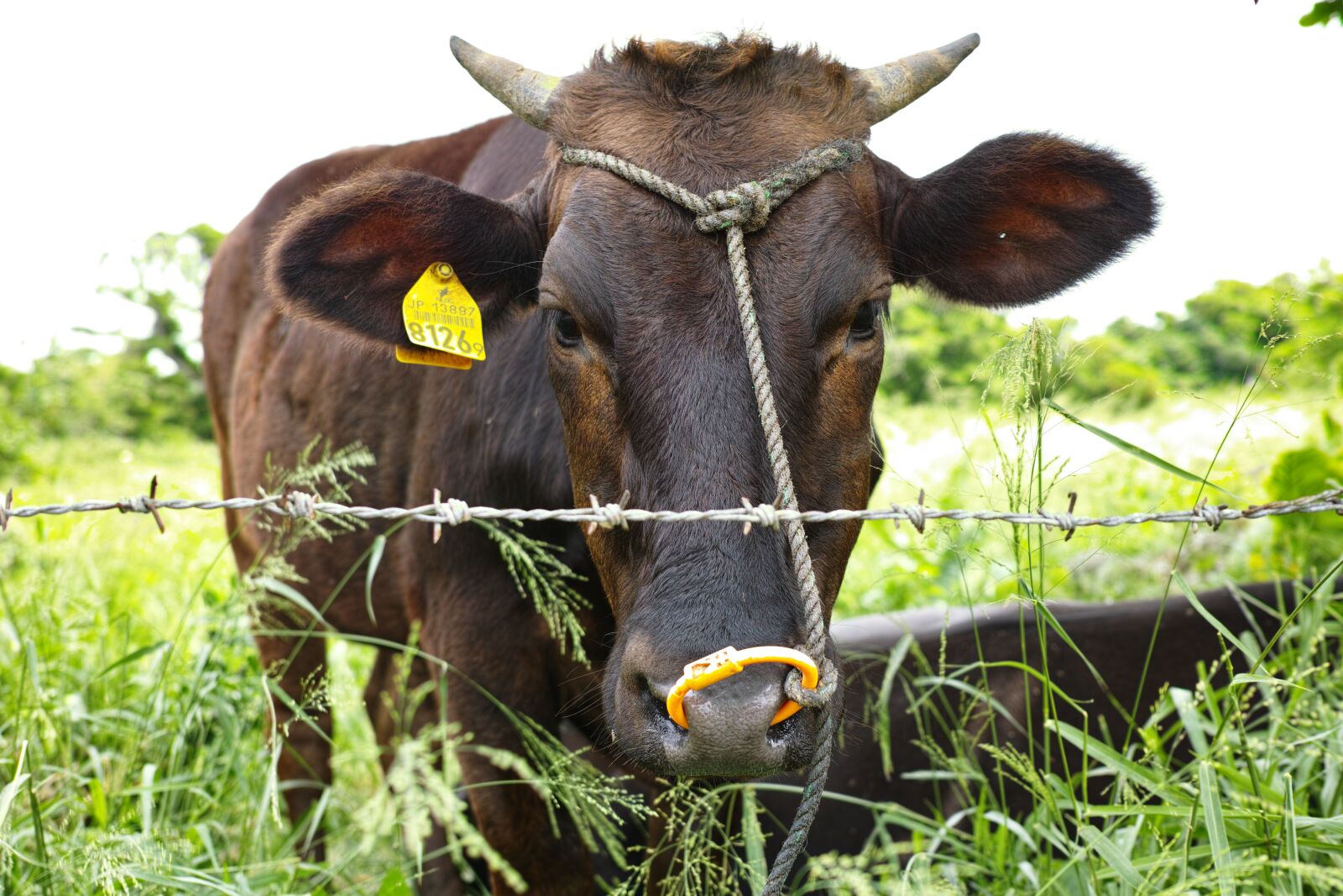 Sigma DP2 Merrill sample photo. Cow, ranch, face photography
