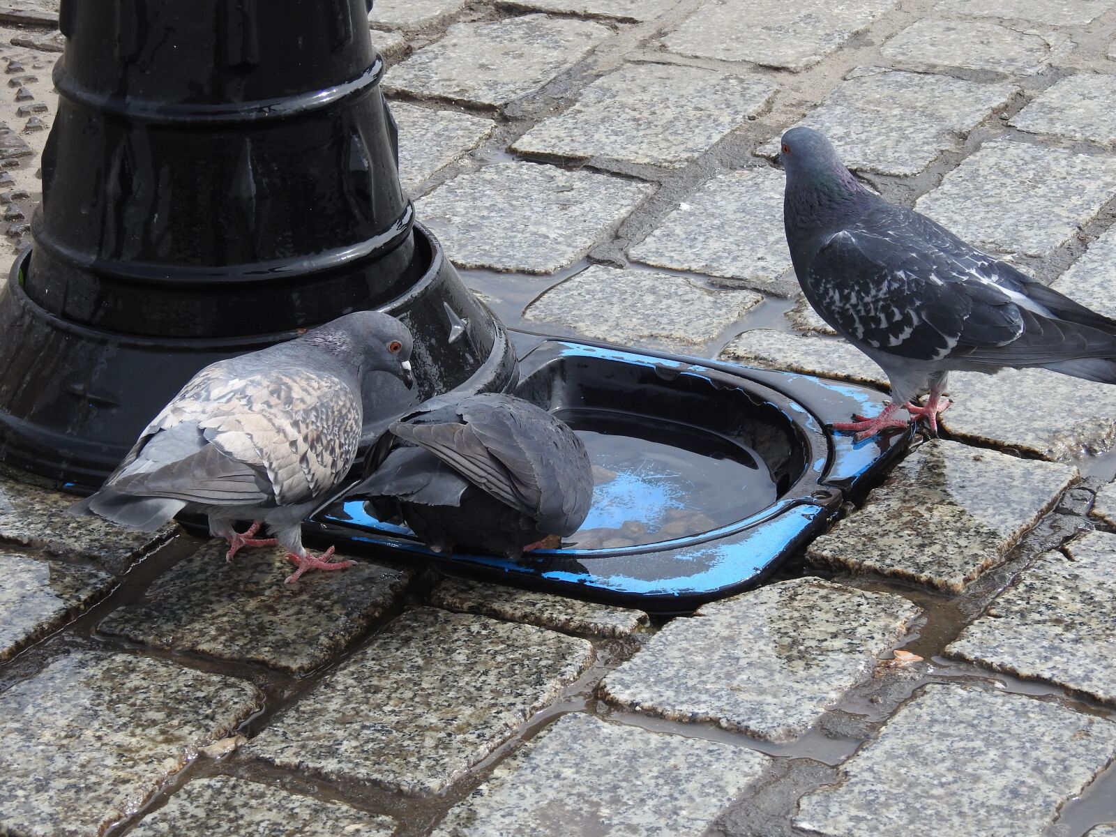 Nikon Coolpix P900 sample photo. Birds, at the court photography